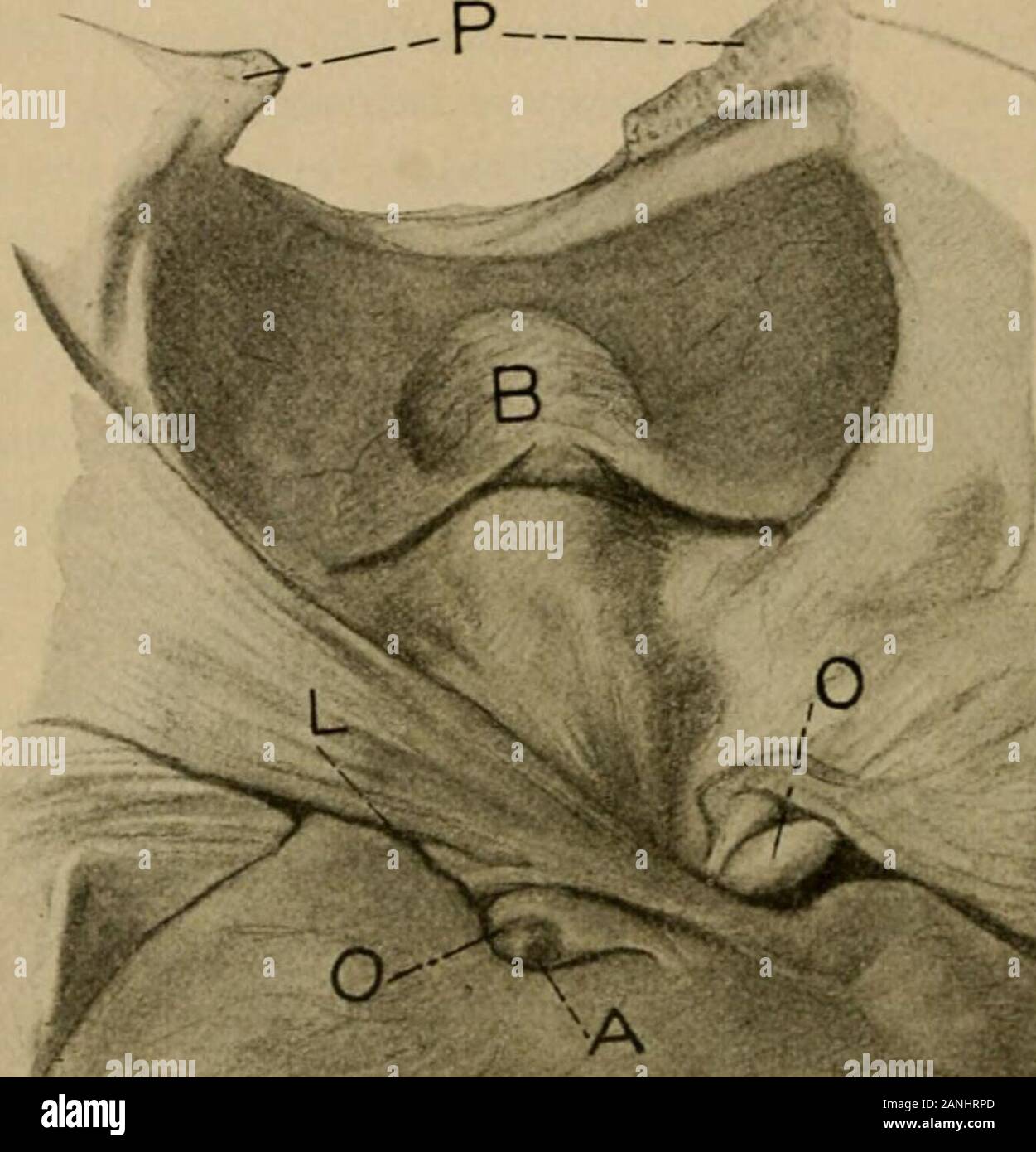 Veterinary obstetrics, including the diseases of breeding animals and of the new-born . Fig. 114. The Mechanism of Torsion of the Uterus in the Cow.Gravid Uterus in Normal Position at about the 7Thmonth of Pregnancy, Seen from Below. P, Pubis. B, Bladder. L, Broad ligament.L, Point of attachment of broad ligament to abdominal wall.O, O, Ovaries. C, Right cornu. Q., Left (non-gravid) cornu.A, Corpus luteum. 696 Veterinary Obstetrics The causes of torsion have not been fully determined. Any-thing which may violently disturb the uterus may cause it toturn upon its long axis. We have noted the pec Stock Photo