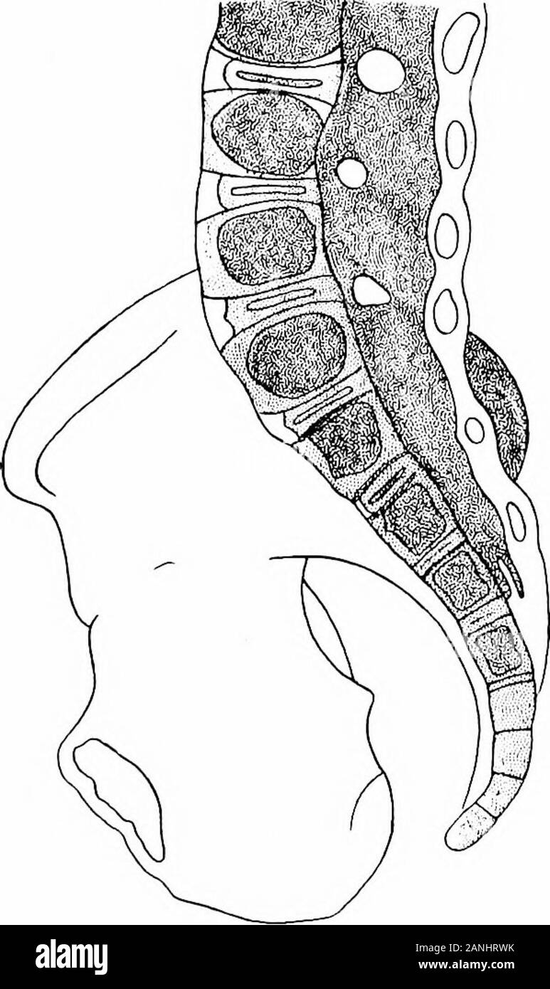 The development of the human body; a manual of human embryology . slight diminution. The latter isreadily understood when it is remembered that the area ofthe skin, granting that the geometric form of the bodyremains the same, would increase as the square of thelength, while the mass of the body would increase as thecube, and hence in comparing weights the skin might beexpected to show a diminution even greater than thatshown in the table. The increase in the weight of the skeleton is due to acertain extent to growth, but chiefly to a completion ofthe ossification of the cartilage largely pres Stock Photo