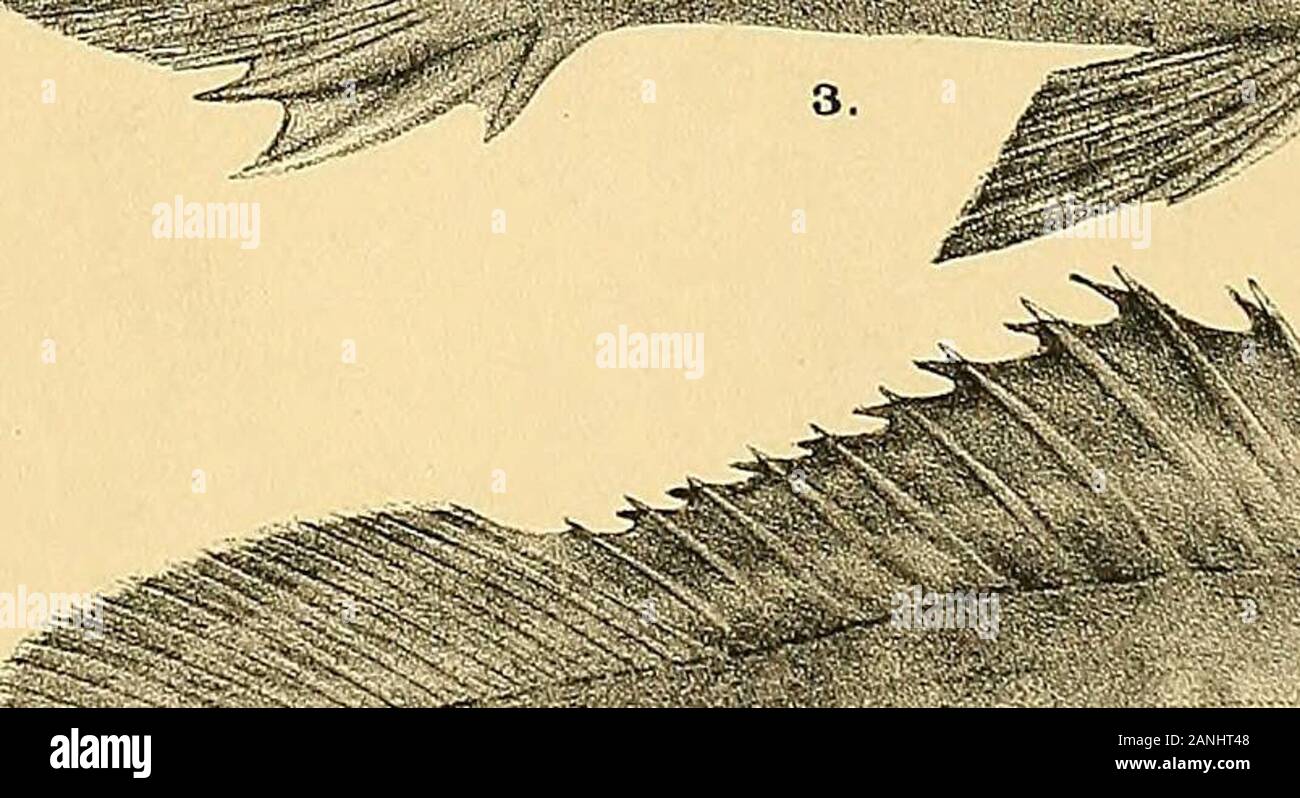 The fishes of India; being a natural history of the fishes known to