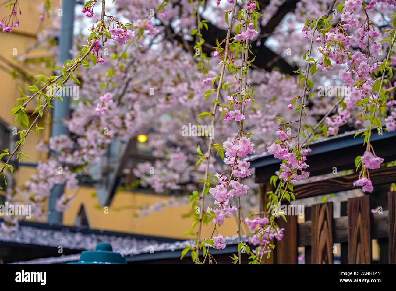close up cherry blossom flowers with traditional Japanese architecture roof In the background Stock Photo