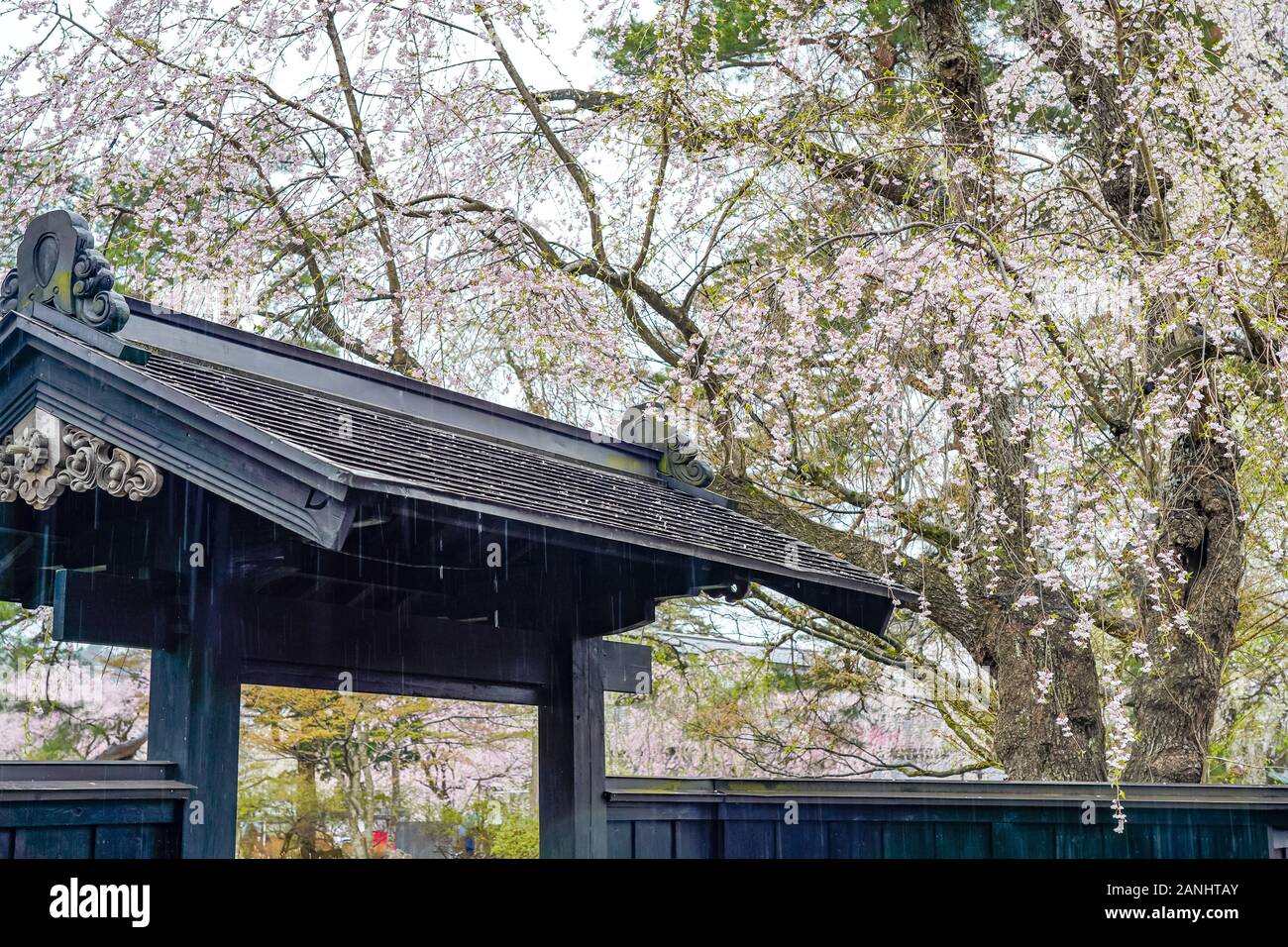 close up cherry blossom flowers with traditional Japanese architecture roof In the background Stock Photo