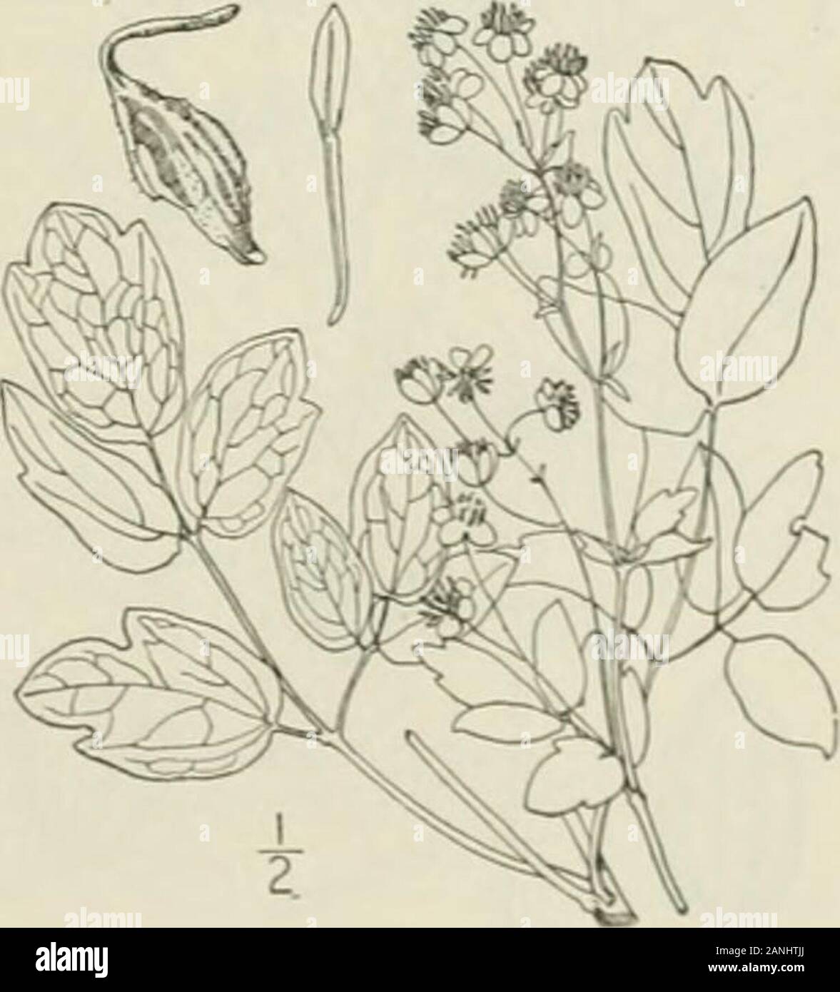 An illustrated flora of the northern United States, Canada and the British possessions : from Newfoundland to the parallel of the southern boundary of Virginia and from the Atlantic Ocean westward to the 102nd meridian; 2nd ed. . 5. Thalictrum revolutum DC. axyMeadow-Rue. Fig. 1936. Thalictrum revolutum DC. Syst. i: 173. 1818.T. purpurascens var. ceriferum Austin : A. Gray. Man.Ed. 5, 39. 1867. .Stem mostly stout, often purplish, t,°-7° high,.glabrous or nearly so. Leaves 3-4-ternatc, the lowerpetiolcd, the upper sessile or short pctioled; leafletsfirm in texture, ovate to obovate. 1-3-lobcd Stock Photo