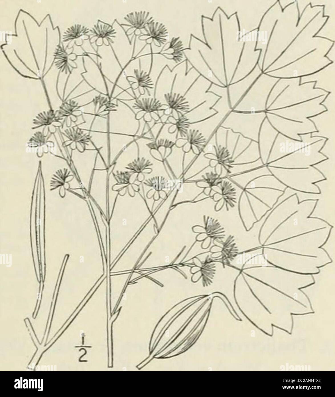 An illustrated flora of the northern United States, Canada and the British possessions : from Newfoundland to the parallel of the southern boundary of Virginia and from the Atlantic Ocean westward to the 102nd meridian; 2nd ed. . 5. Thalictrum revolutum DC. axyMeadow-Rue. Fig. 1936. Thalictrum revolutum DC. Syst. i: 173. 1818.T. purpurascens var. ceriferum Austin : A. Gray. Man.Ed. 5, 39. 1867. .Stem mostly stout, often purplish, t,°-7° high,.glabrous or nearly so. Leaves 3-4-ternatc, the lowerpetiolcd, the upper sessile or short pctioled; leafletsfirm in texture, ovate to obovate. 1-3-lobcd Stock Photo