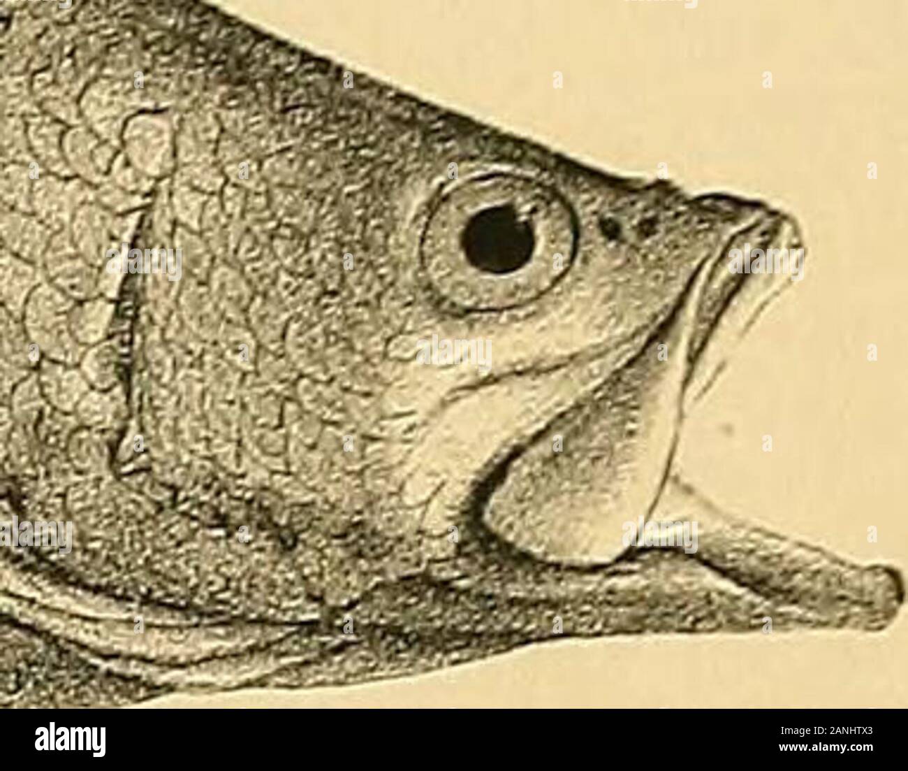 The fishes of India; being a natural history of the fishes known to