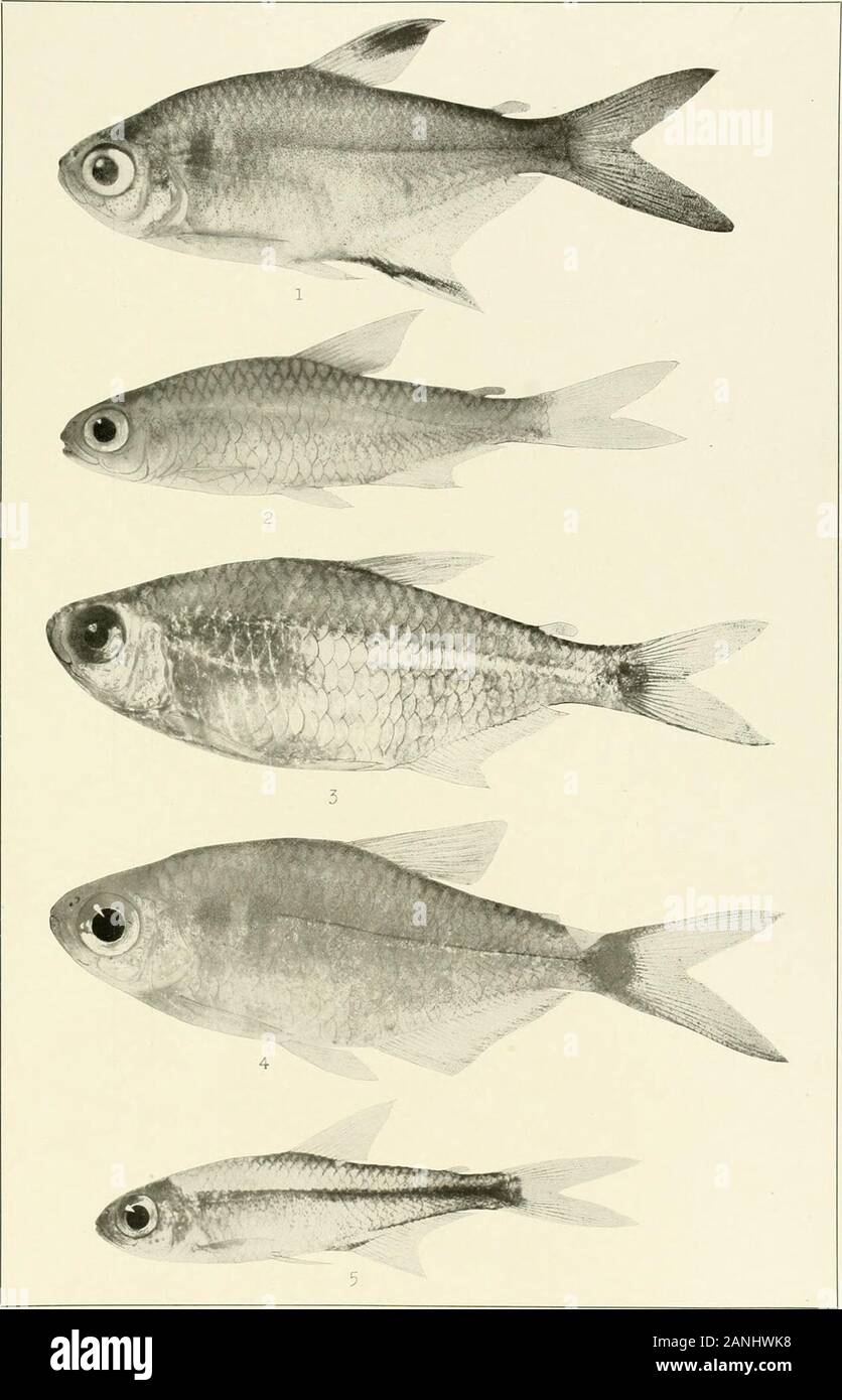 The freshwater fishes of British Guiana, including a study of the ecological grouping of species and the relation of the fauna of the plateau to that of the lowlands . 1. Ctenobrycon spilurus (Cuvieh and Valenciennes). 71 mm. No. 1425. 2. Mmnkhausia grandi-squamis (Mullerand Troschel). 100mm. No. 1350. 3. Mcenkhansia browni Eigenmann. (Type.)66 mm. No. 1004. 4. Mcenkhausia shideleri Eigenmann. (Type.) 65 mm. No. 1012. Memoirs Carnegie Museum, Vol. V. Plate XLVIII.. 1. Hemigrammus unilineatus Gill. 40 nun.(Type.) 32 mm. No. 1448. :-!. Hemigrammn4. Hemigrammus ocellifer (Steindachner). 40 mm.(Ty Stock Photo