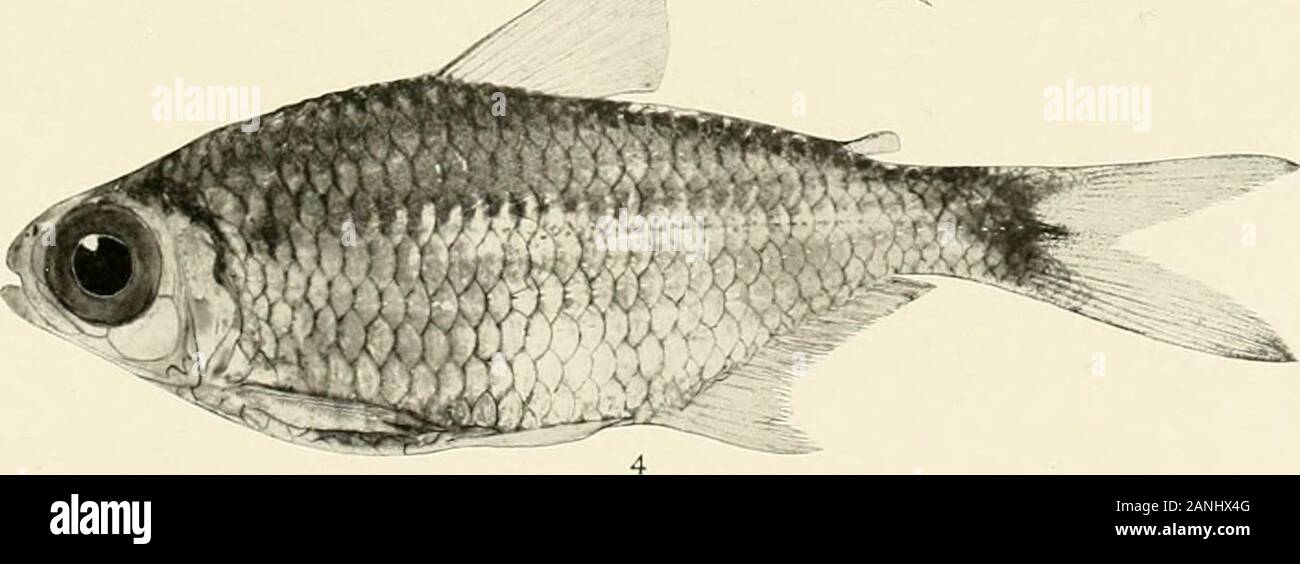 The freshwater fishes of British Guiana, including a study of the ecological grouping of species and the relation of the fauna of the plateau to that of the lowlands . - 3. 1. Ctenobrycon spilurus (Cuvieh and Valenciennes). 71 mm. No. 1425. 2. Mmnkhausia grandi-squamis (Mullerand Troschel). 100mm. No. 1350. 3. Mcenkhansia browni Eigenmann. (Type.)66 mm. No. 1004. 4. Mcenkhausia shideleri Eigenmann. (Type.) 65 mm. No. 1012. Memoirs Carnegie Museum, Vol. V. Plate XLVIII. Stock Photo
