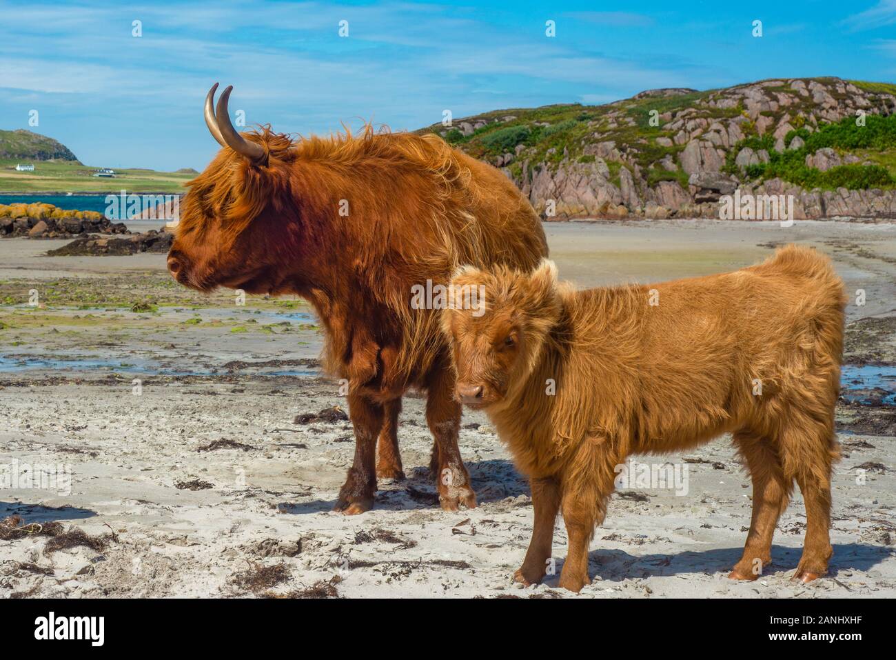Highland Cows on the Beach on the Isle of Mull with the Isle of Iona in ...