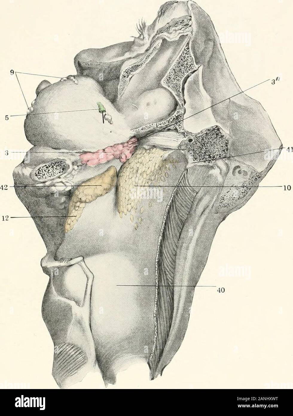 Contributions to the anatomy and development of the salivary glands in the mammalia . Plate IX Fig. 20. Human adult. Dorsolateral view of tonsil, peritonsillar, isthmian, pala-tine, and pharyngeal glands. The mouth and pharynx are distendedby a preliminary hardening injection. Columbia University Morpho-logical Museum, No. 2140. j. Isthmian glands, j. Palatine glands. 5. Parotid duct. 9. Labial glands. /(). Pharyngeal glands. 12. Peritonsillar lymphoid foUicles. 4(1. Pharynx. 41. Pharyngeal tubercle. 42. Tonsil. PLATE IX.. Fig. 20. Plate X Fig. 21. Ventral view of same preparation. g. Labial g Stock Photo