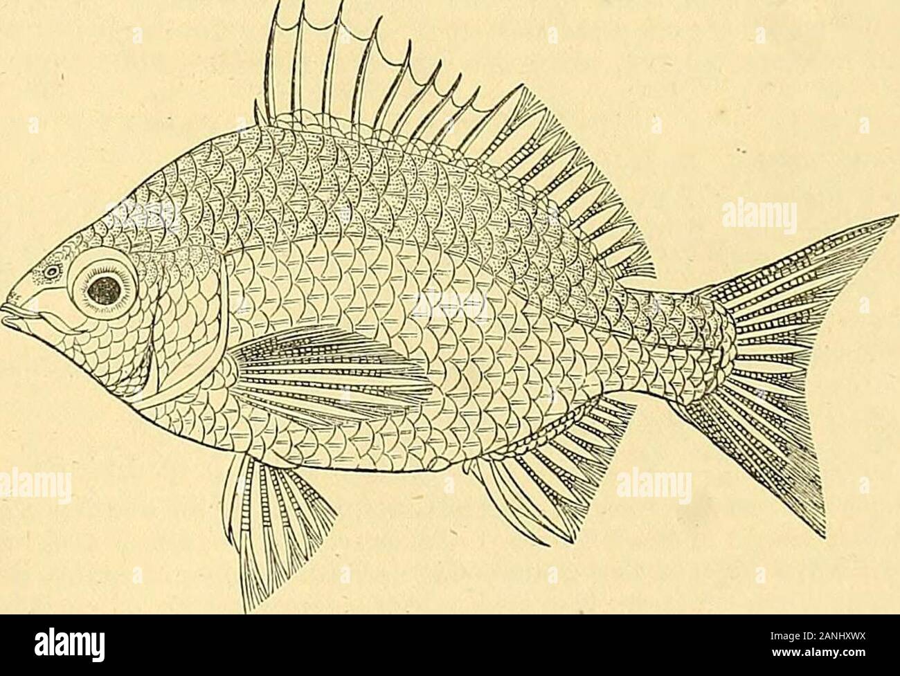 The fishes of India; being a natural history of the fishes known to inhabit the seas and fresh waters of India, Burma, and Ceylon . Chanda, (?) setifer, (H. Buchanans MSS. figure). B. vi, D. A£, P. 17, V. 1/5, A. f, C. 19, L. 1. 38, L. tr. 5/10. Length of head 4/17 to 1/4, of caudal 1/5, height of body 1/3 of the total length. Eyes—diameter 1/3 oflength of head, nearly 1 diameter from end of snout, and 1 apart. The groove for the posterior process of thepremaxillary reaches to opposite the first third of the orbit, it is posteriorly rounded and scaleless. The maxilla * Buchanan observes of his Stock Photo