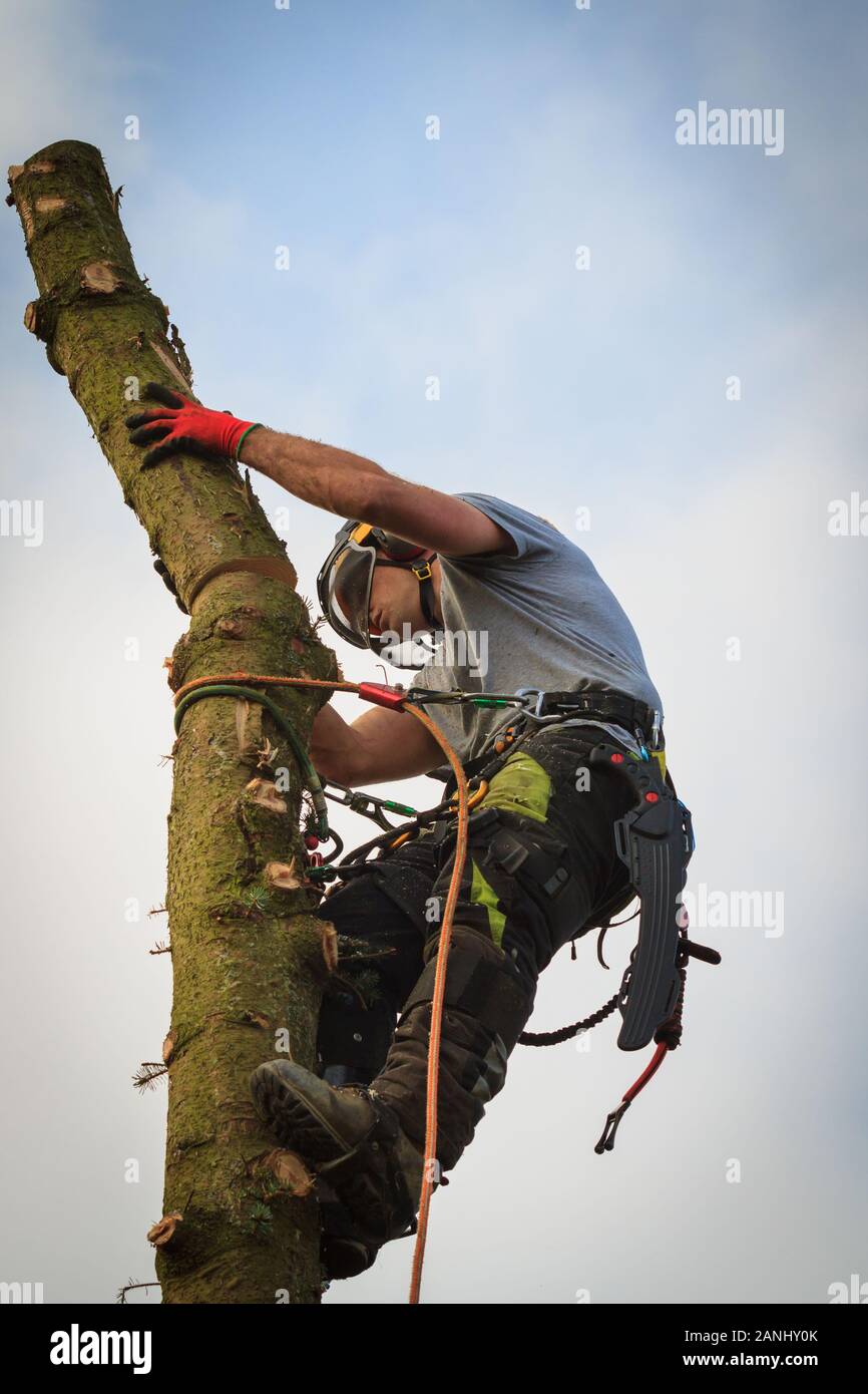 Tree surgeon in a harness and safety equipment felling a Norway Spruce tree at height Stock Photo