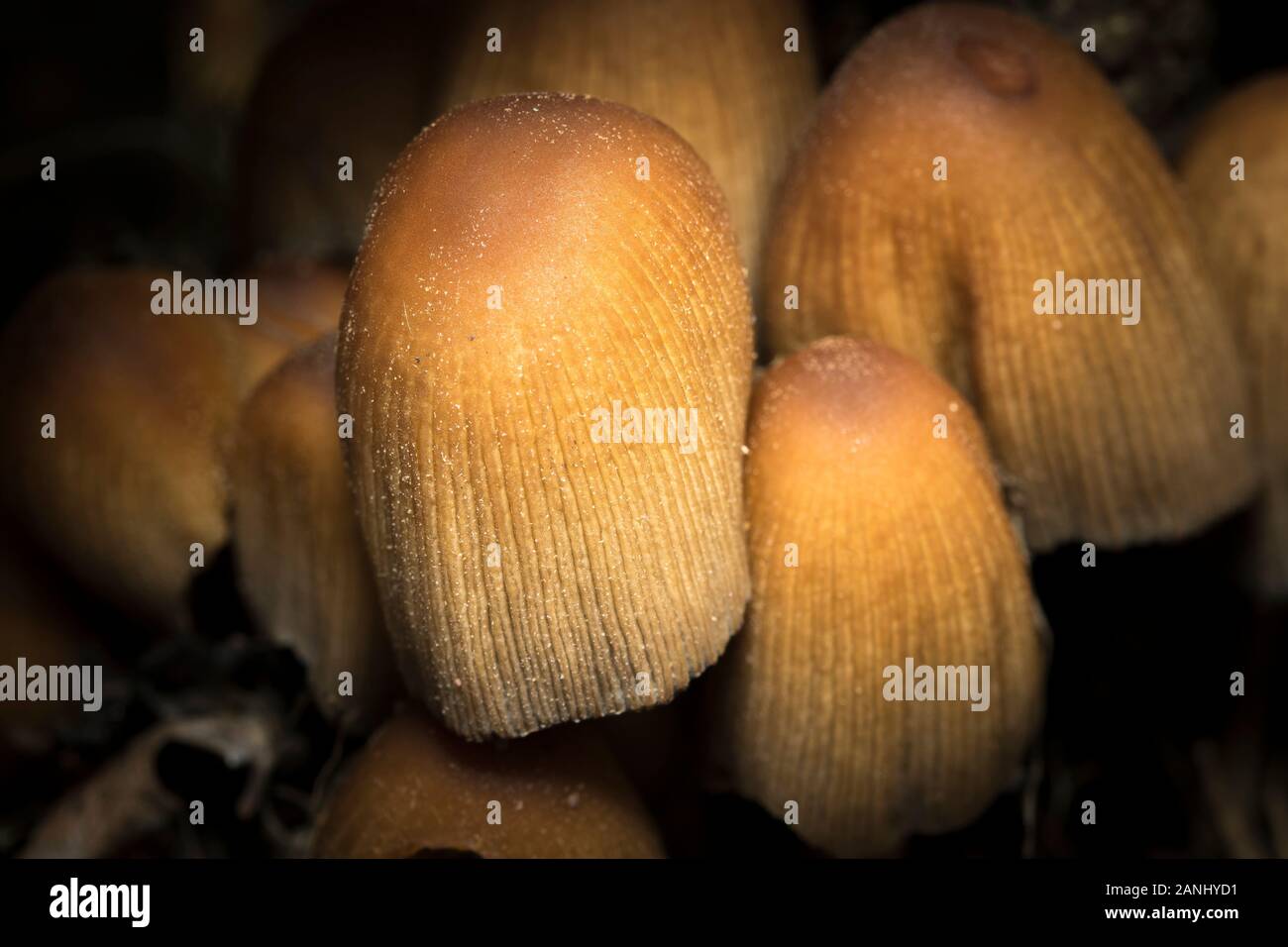 Close up of natural wild Glistening Mica Inkcap fungus (Coprinellus micaceus, Coprinus) growing outdoors in dark, damp, UK woodland undergrowth. Stock Photo