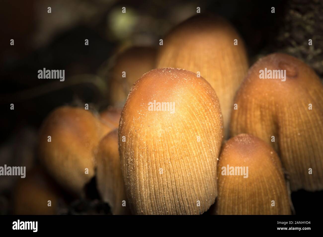 Close up of natural wild Glistening Mica Inkcap fungus (Coprinellus micaceus, Coprinus) growing outdoors in dark, damp, UK woodland undergrowth. Stock Photo