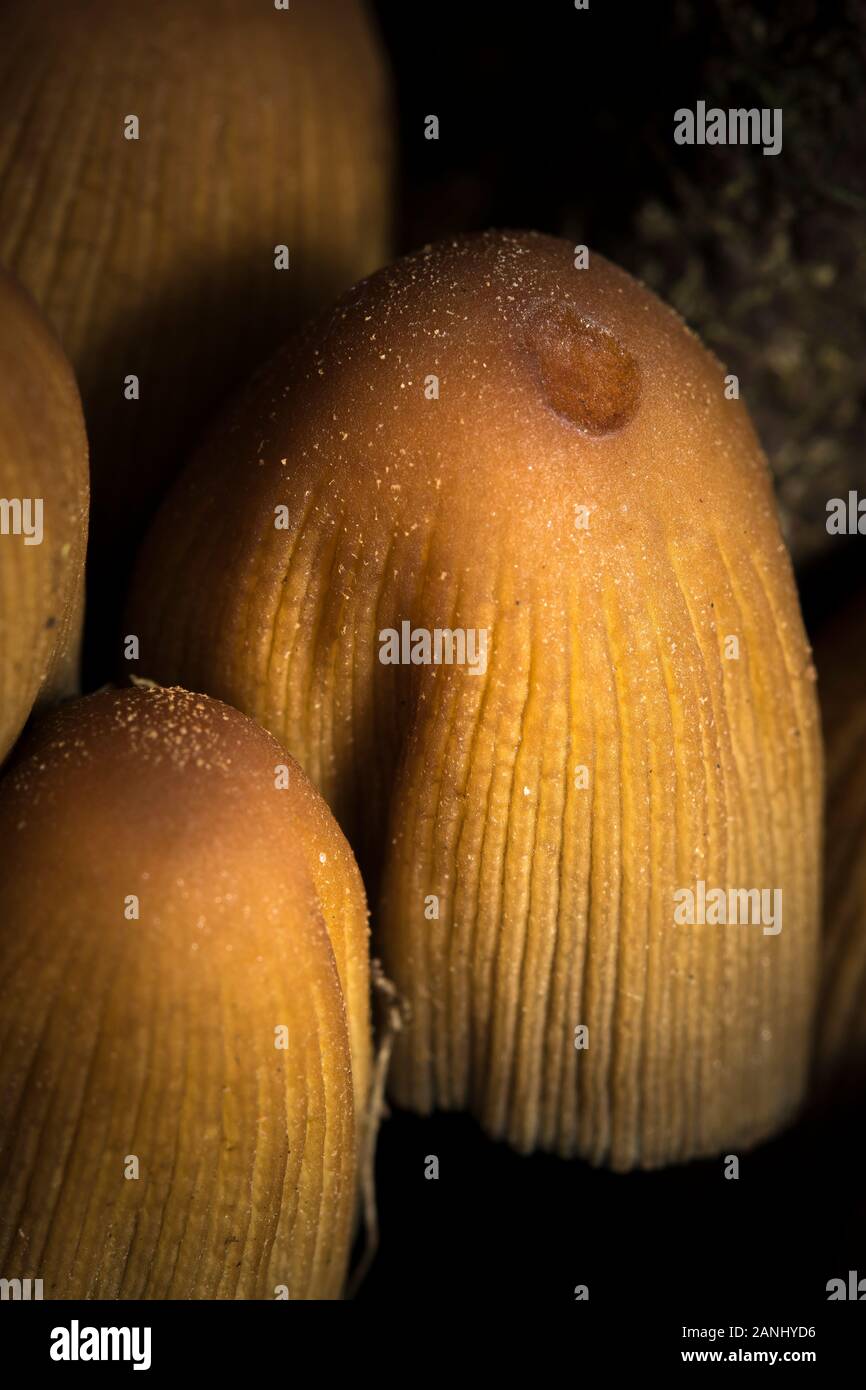 Close up of natural wild Glistening Mica Inkcap fungus (Coprinellus micaceus, Coprinus) growing outdoors in dark, damp, UK woodland undergrowth. Stock Photo