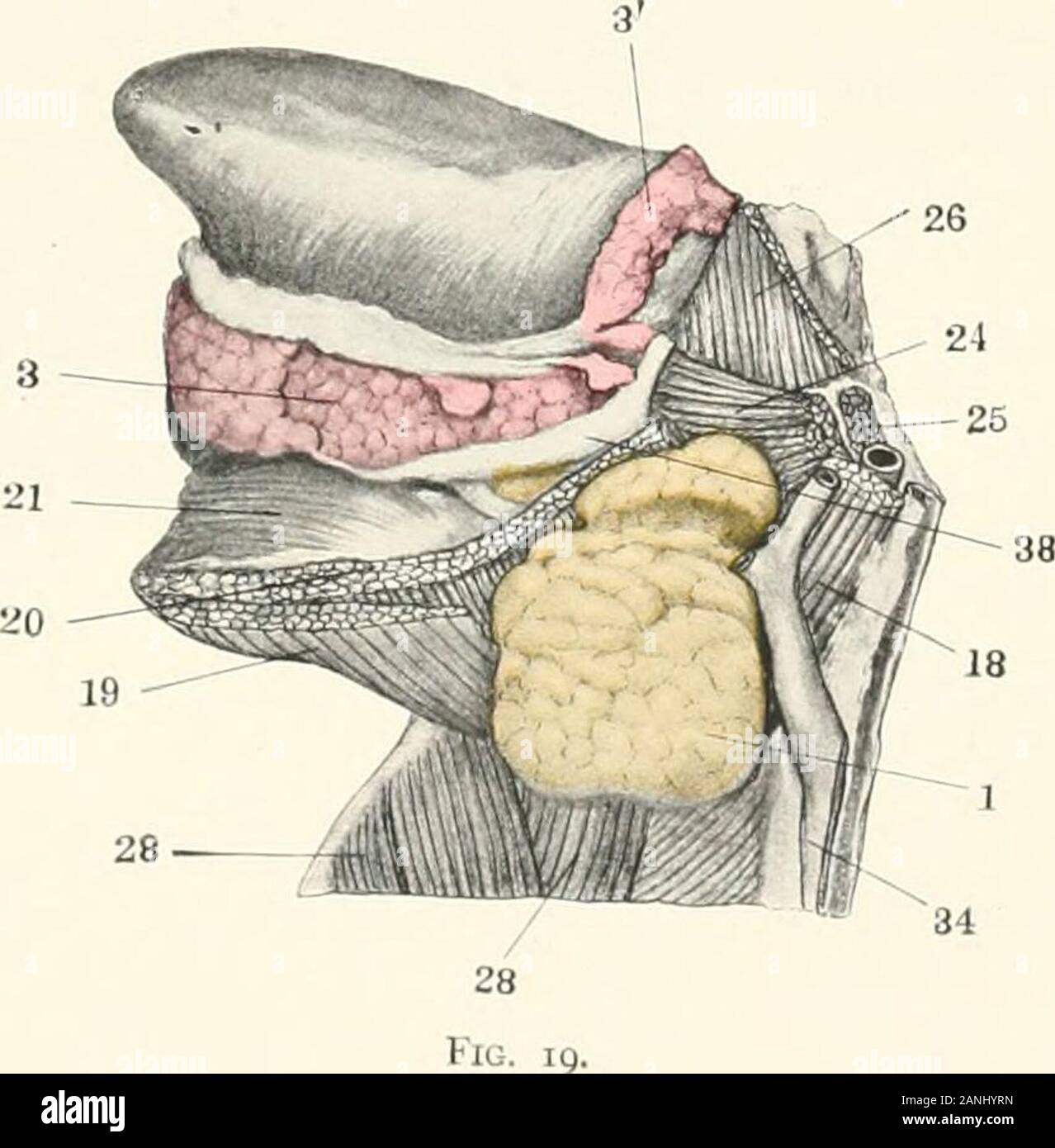 Contributions to the anatomy and development of the salivary glands in the mammalia . Fig. i8.. Plate IX Fig. 20. Human adult. Dorsolateral view of tonsil, peritonsillar, isthmian, pala-tine, and pharyngeal glands. The mouth and pharynx are distendedby a preliminary hardening injection. Columbia University Morpho-logical Museum, No. 2140. j. Isthmian glands, j. Palatine glands. 5. Parotid duct. 9. Labial glands. /(). Pharyngeal glands. 12. Peritonsillar lymphoid foUicles. 4(1. Pharynx. 41. Pharyngeal tubercle. 42. Tonsil. PLATE IX. Stock Photo