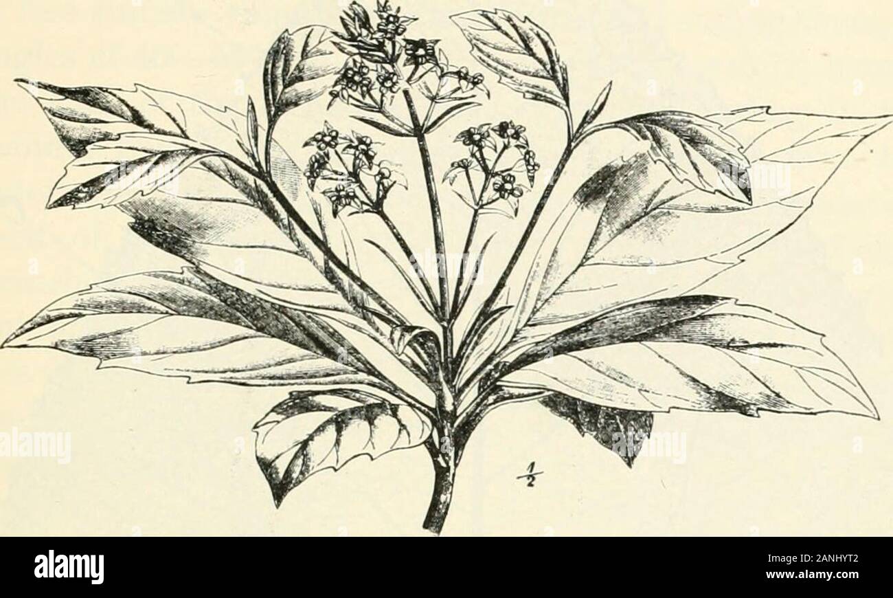 Trees; a handbook of forest-botany for the woodlands and the laboratory . tre by the much larger size, narrower sinus, andthe pubescence. Acer platanoides differs from the Plane(p. 230) not only in having opposite leaves, but also in itsvenation and its lack of stellate hairs ; its buds are alsonot buried, and the base of the petiole not hollowed intoa cup.] (b) Leaves not lobed, at most sinuate or toothed. [For (ii) (i) Margins of leaf serrate or dentate. see p. 11)0.] (a) Leaves large, lanceolate, polished, ever-green coriaceous. Aucuba japonica, Thunb. Aucuba (Fig. 49). Evergreenshrub, with Stock Photo