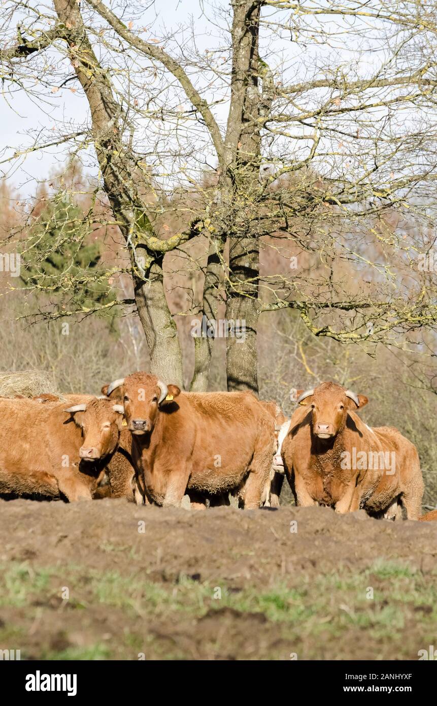 Domestic cattle livestock, Bos Taurus, near a cattle farm on a pasture