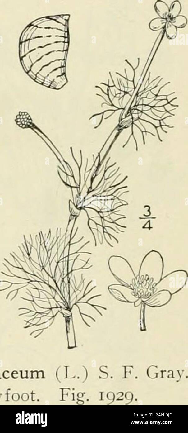 An illustrated flora of the northern United States, Canada and the British possessions : from Newfoundland to the parallel of the southern boundary of Virginia and from the Atlantic Ocean westward to the 102nd meridian; 2nd ed. . 3. Batrachium hederaceum (L Ivv-leaved Crowfoot. Fi Ranunculus hederaceus L. Sp. PI. 556. 1753. Batrachium hederaceum S. F. Gray, Nat. Arr. Brit. PI.2: 721. 1821. Semi-aquatic, rooting extensively at the joints,branching, entirely glabrous. Leaves floating, orspreading on the mud, semi-circular, reniform orbroadly ovate in outline, 3-s-lobed, 3-6 long, 5-10 broad, the Stock Photo