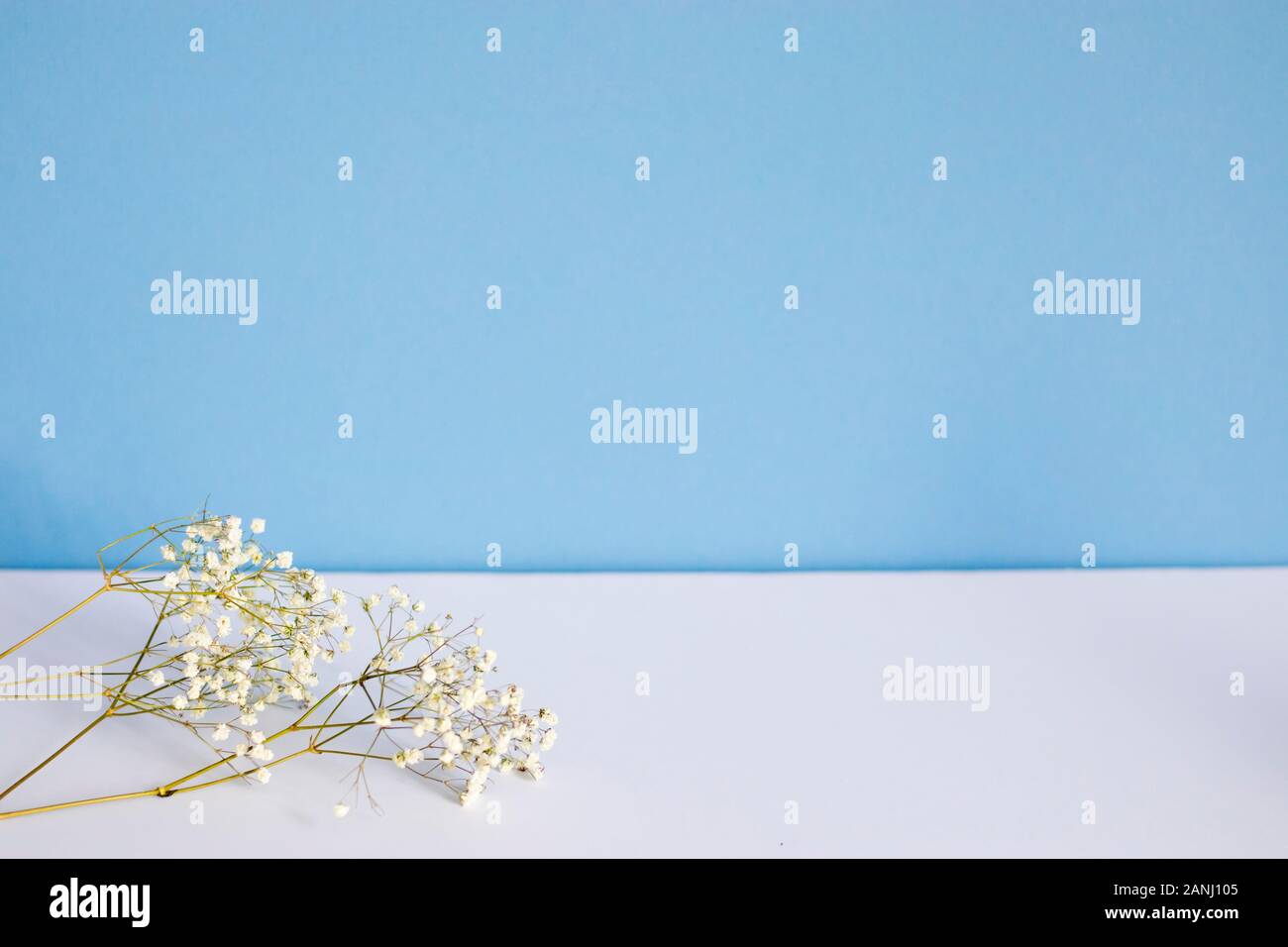Dried gypsophila on a white and blue background. Copy space Stock Photo