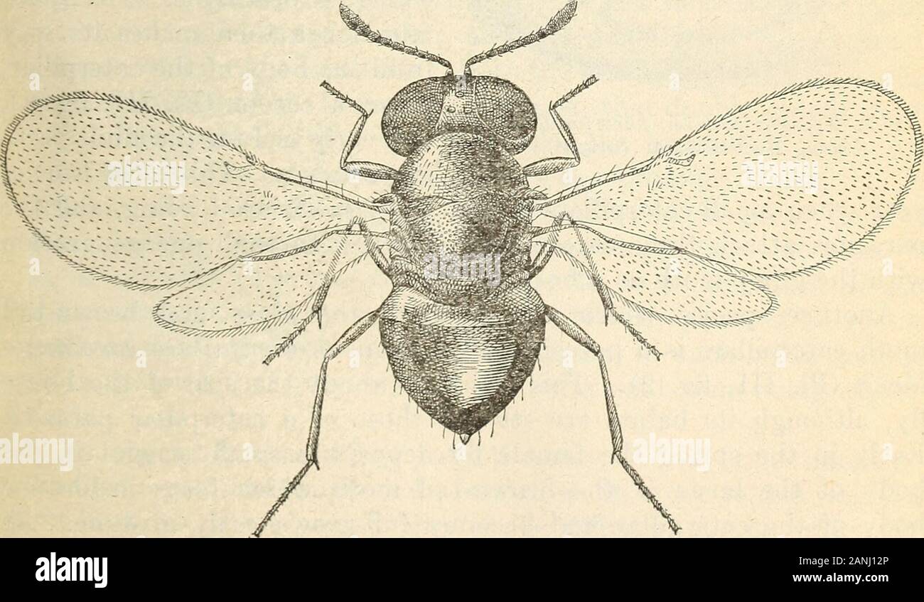 Report on the gipsy moth work in New England . W FlG. 1.—Anastatus bifasciatus: Adult female. Greatly enlarged. (From Howard.) Two species of minute hymenopterous parasites which attack theeggs of the gipsy moth have become established in New England.One, Anastatus bifasciatus Fonsc. (fig. 1), occurs in Europe andJapan, and although only one brood of this insect is reproduced each. Fig. 2.—Schedius kuvanae Adult female. Greatly enlarged. (From Howard.) season, it has succeeded in maintaining itself and increasing in prac-tically every locality in which it has been liberated. The otherspecies, Stock Photo