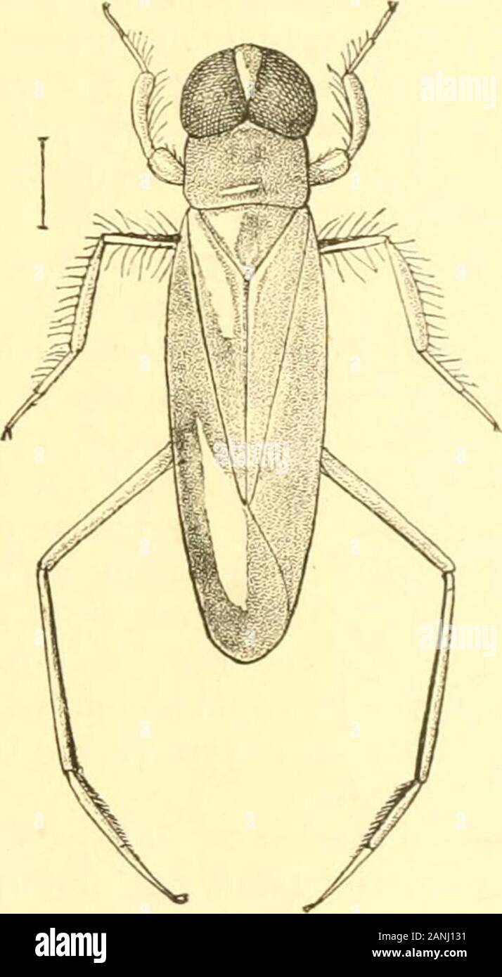 Rhynchota .. . Fig. 193.—Anwops variiif. and legs ochraceous; abdomen black with a central longitudinalyellowish ridge. Length 6 to 6j millim. Hah. Travancore.—Philippines (Simon, Brit. Ifus.). EasternPalaearctic Region. 2sorth Africa. Seychelles. I cannot structurally separate a specimen from Travancore ANISOPS. 333 (here figured) nor one from the Philippines, from this variablycoloured species. 3109. Anisops? hYeAdhli, Kirk. B/,/o7noloffist, xxxi,f. o (1901) ; id.Wicn. cnt. Zeif. xxiii, p. 117 (1904). • The present species can only be confused superficially withvitt-ens, Sign., from Madagas Stock Photo
