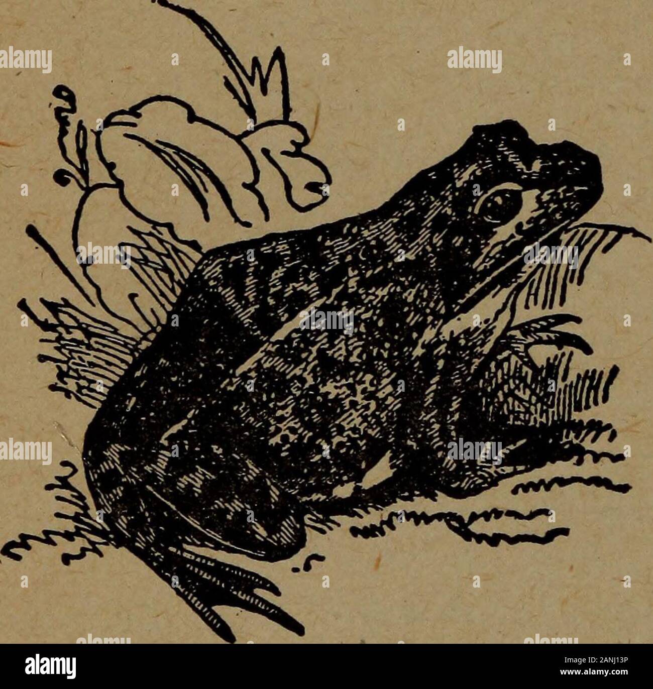 Knowledge of natural history, revfrom Reason why natural history