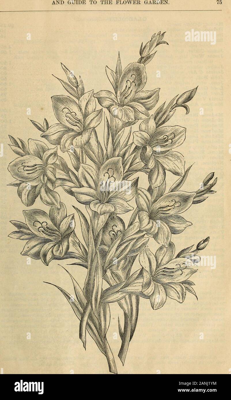 Vick's illustrated catalogue and floral guide for 1868 . crimson, 20 Danae, white, spotted with violet, 75 Daphne, light cherry, red stripes, stained with crimson and carmine, 35 Don Juan, bright red, tinged with orange, lower petals spotted with yellow, 20 Dr. Andry, very bright orange, beautiful form, 40 Due de Malakoff, orange red, blazed with lighter stripes, white ground,. 1.00 Edith, large flower, rose-carnation with darker stripes, 30 Egerie, light salmon, stained with carmine and orange, 40 Eldorado, fine pure yellow, slightly striped with red, 1.00 Emma, clear carmine, 25 Endymion, br Stock Photo