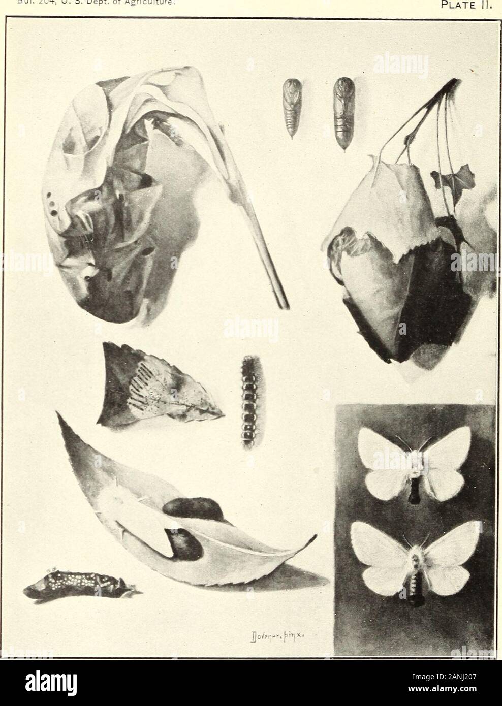 Report on the gipsy moth work in New England . The Gipsy Moth (Porthetria dispar). Upper left, male moth with wings folded ; just below this, female moth with wings spread ;just below this, male moth with wings spread; lower left, female moth, enlarged; topcenter, male pupa at left, female pupa at right; center, larva; on branch, at top, newlyformed pupa; on branch; just below this, larva ready to pupate; on branch, left side,pupre; on branch, center, egg cluster, on branch, at bottom, female moth depositing eggcluster. All slightly reduced except figure at lower left. (From Howard and Fiske.) Stock Photo