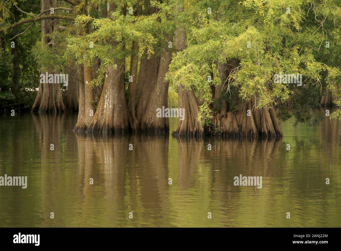 Cypress trees growing in swamp in Virginia, USA Stock Photo Alamy