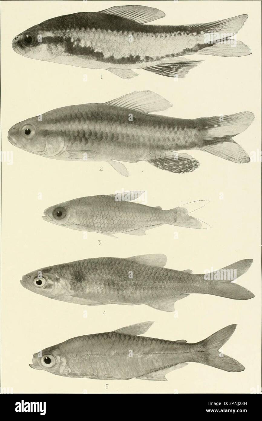 The freshwater fishes of British Guiana, including a study of the ecological grouping of species and the relation of the fauna of the plateau to that of the lowlands . 1. Leporinus alternus Eigenmann. (Typo.) 200 nun. No. 1S27. 2. Leporinus maculatxis Miller andThoschel. 73 mm. I. U. No. 12.127. 3. Leporinus granti Eigenmann-. (Type.) 144 mm. No. 1851.4. Leporinus friderid (Bloch). 64 mm. No. 2214. Memoirs Carnegie Museum, Vol. V. Plate XLIV.. 1. Pcecilocharax bovallii Eigenmann. (Type, cf.) 43 mm. No. 1136a. 2. Poecilocharax bovalliiEigenmann. (Type, ?.) 40 nun. No. 11366. 3. Odontostilbe mel Stock Photo