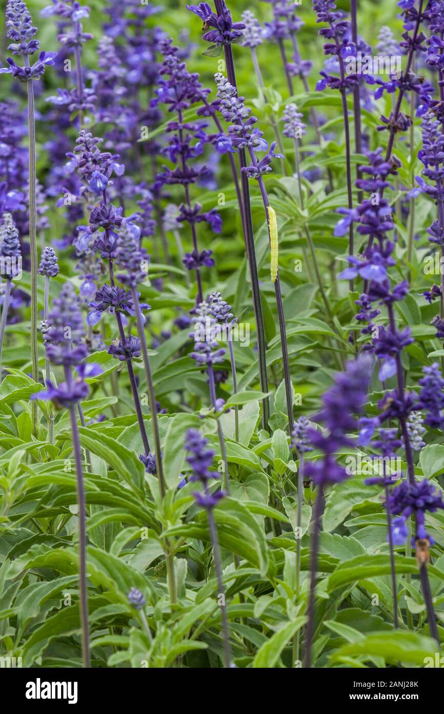 Inchworm on mealy sage (Salvia farinacea 'Victoria'), aka mealycup sage, intense violet-blue flowers, in a dense stand, Sea of Flowers, Xinshe, Taiwan Stock Photo