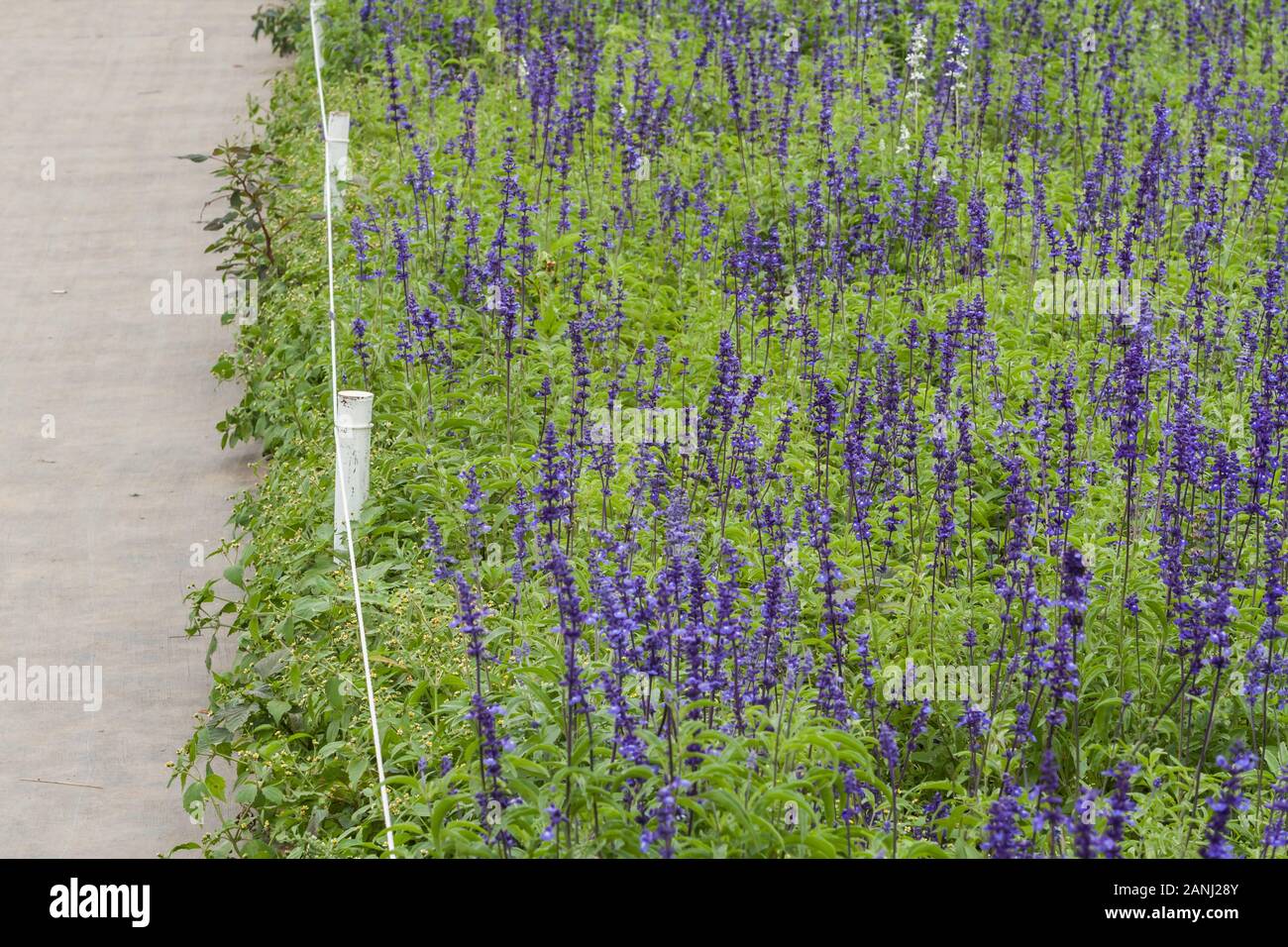 Mealy sage (Salvia farinacea 'Victoria'), aka mealycup sage, intense violet-blue flowers, in a dense stand, Sea of Flowers, Xinshe, Taichung, Taiwan Stock Photo