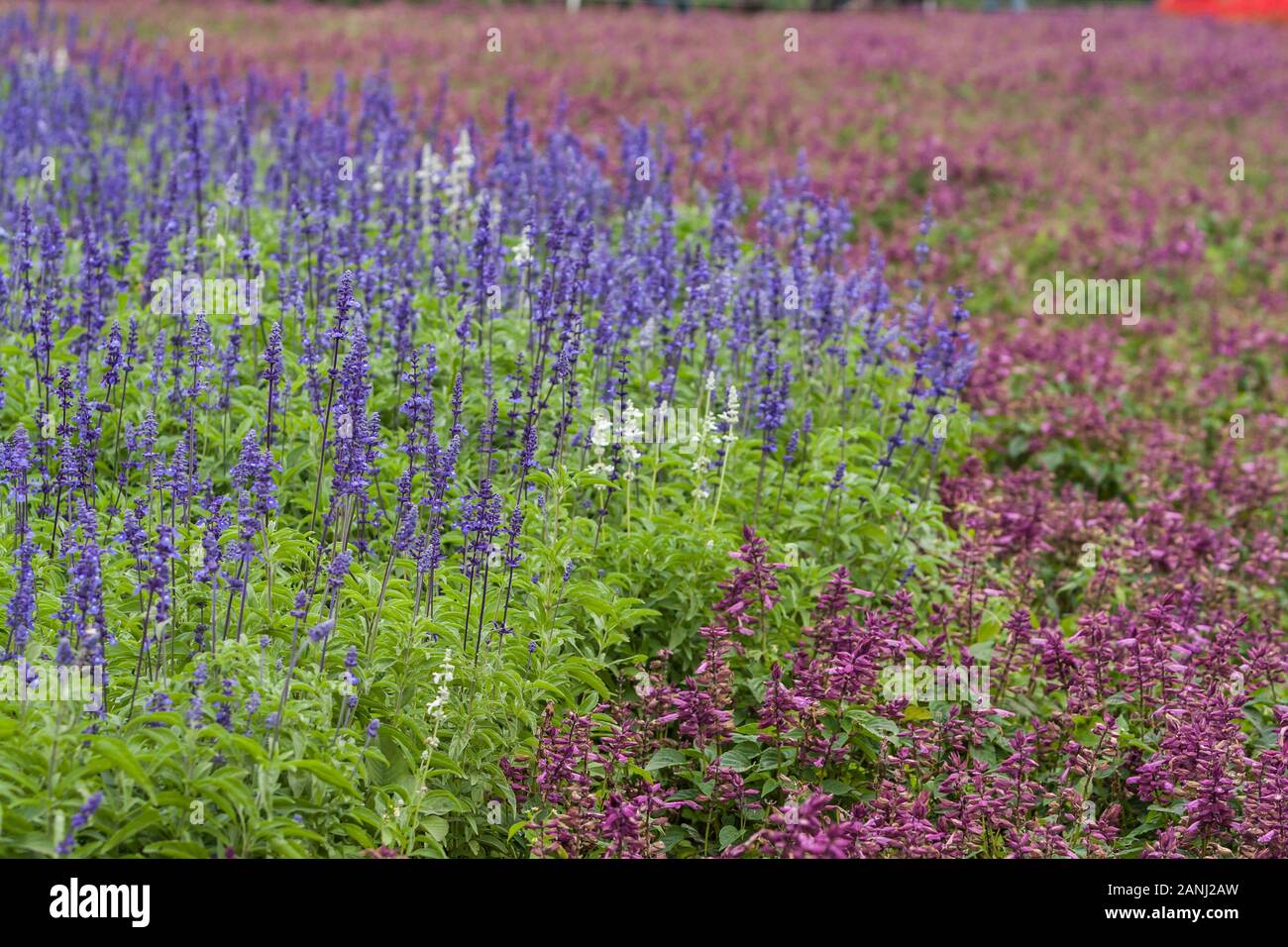 Mealy sage (Salvia farinacea 'Victoria'), aka mealycup sage, intense violet-blue flowers, in a dense stand, Sea of Flowers, Xinshe, Taichung, Taiwan Stock Photo