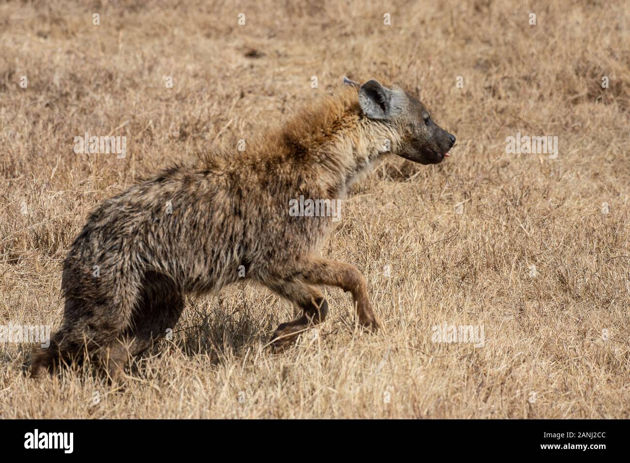 Spotted Hyaena, Crocuta crocuta, Hyaenidae, Ngorongoro Conservation Area, Tanzania, Africa Stock Photo