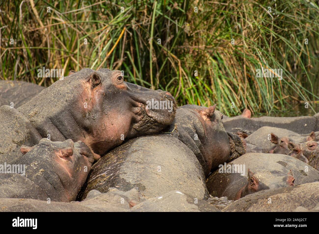 Hippo, Hippopotamus amphibius, Hippopotamidae, Ngorongoro Conservation Area, Tanzania, Africa Stock Photo