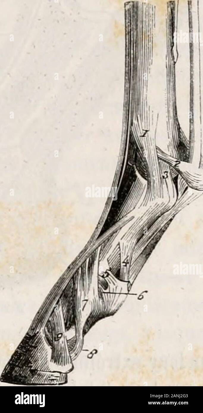 Traite D Anatomie Comparee Des Animaux Domestiques Ussisur La Derniere Phalange En Sorte Que Les Deux Traite D Anatomie Comparee Des Animaux Domestiques Ussisur La Derniere Phalange En Sorte Que Les Deux