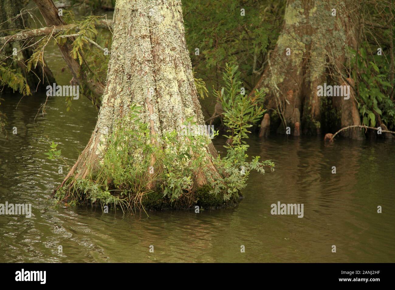 Cypress trees growing in swamp in Virginia, USA Stock Photo Alamy