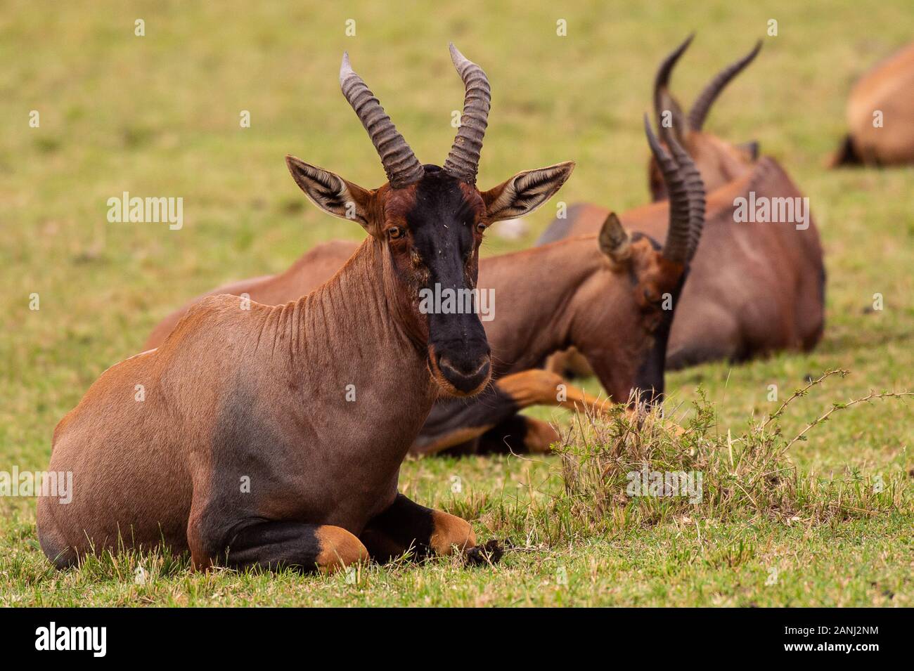 Mammals of kenya hi-res stock photography and images - Alamy