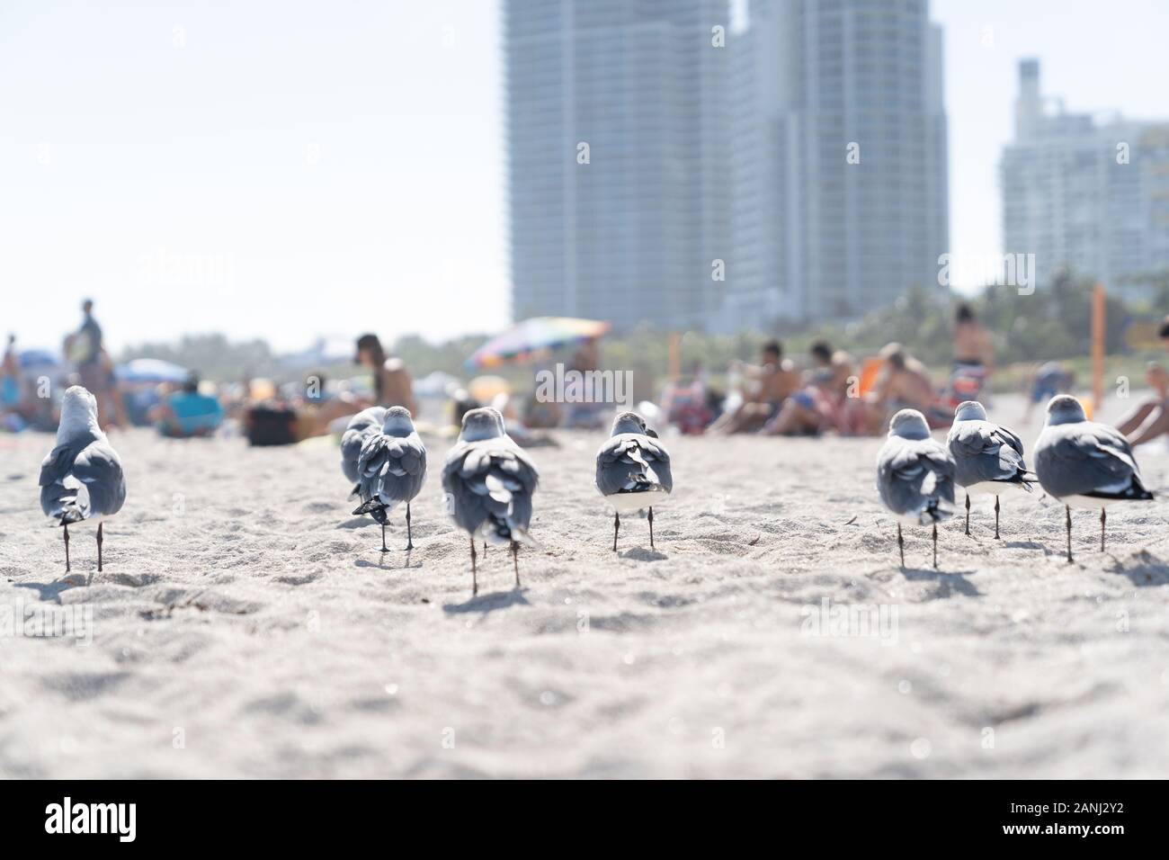 Seagulls Resting on the White Sands of Miami Beach. Stock Photo