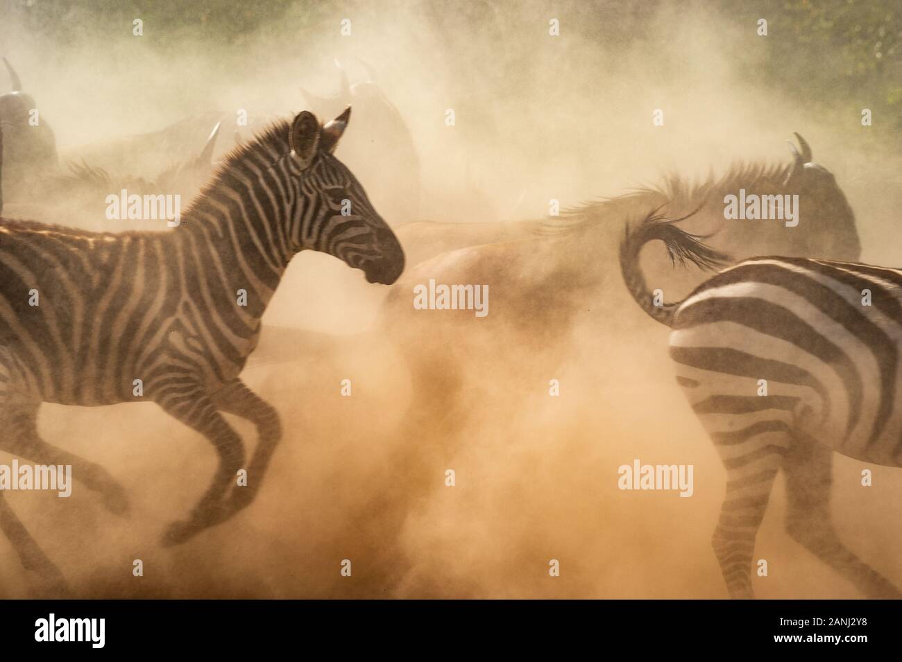 Mara River crossing. Common zebra , Equus quagga, Equidae, Masai Mara National Reserve, Kenya, Africa Stock Photo