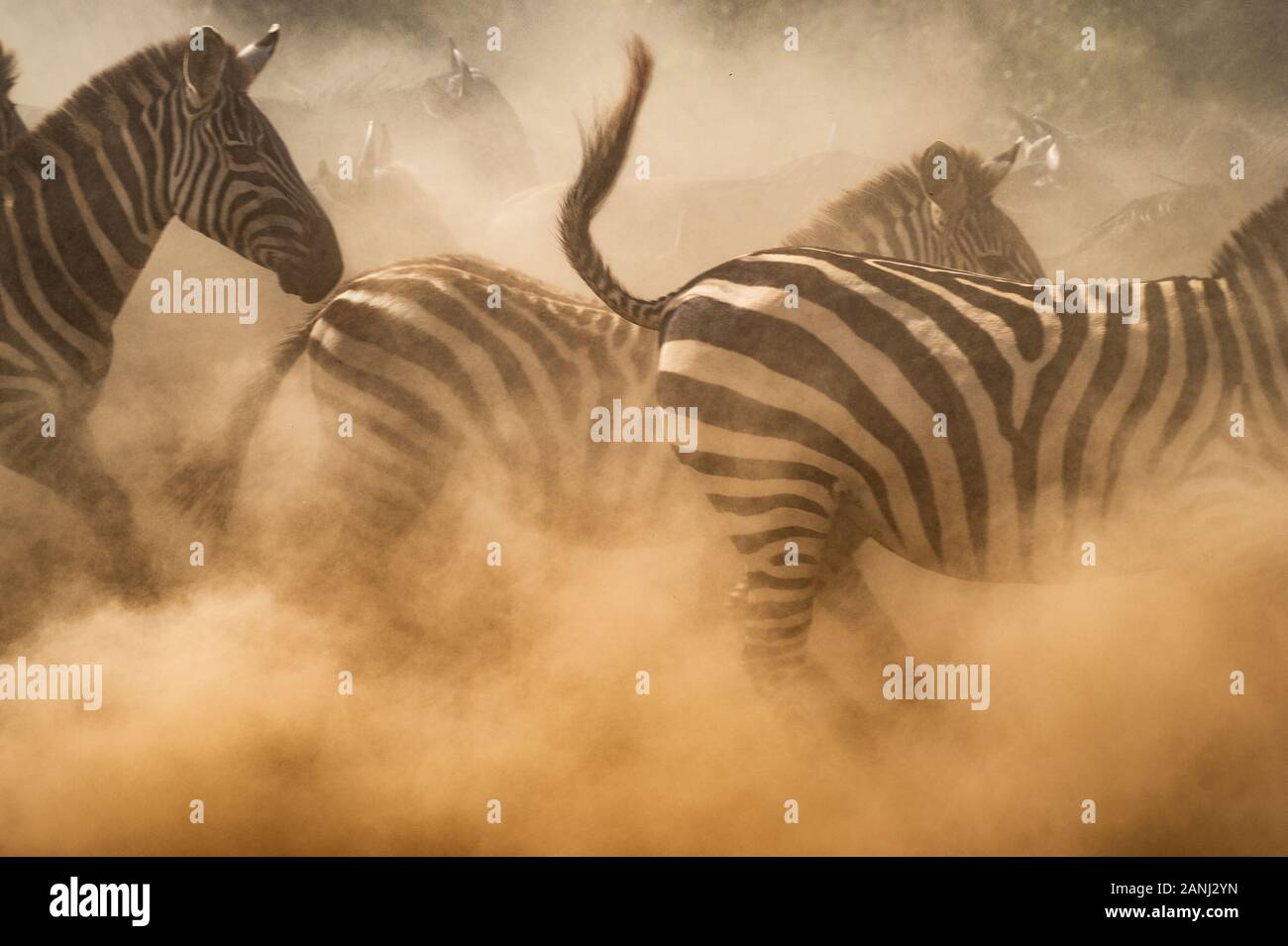 Mara River crossing. Common zebra , Equus quagga, Equidae, Masai Mara National Reserve, Kenya, Africa Stock Photo