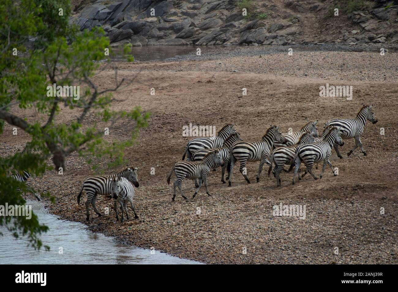 Mara River crossing, Common zebra , Equus quagga, Equidae, Masai Mara National Reserve, Kenya, Africa Stock Photo