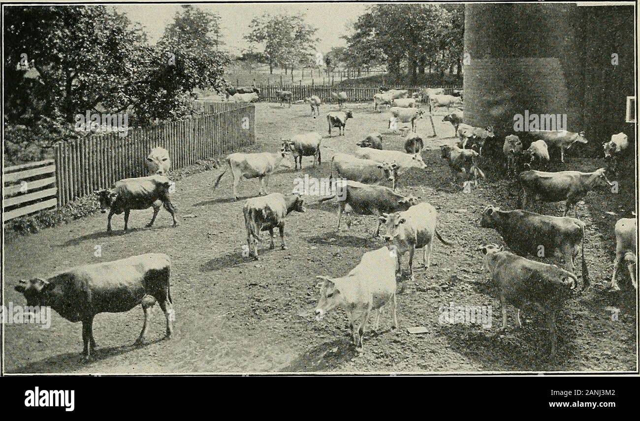 Handling Cattle Stock Photos Handling Cattle Stock Images Page