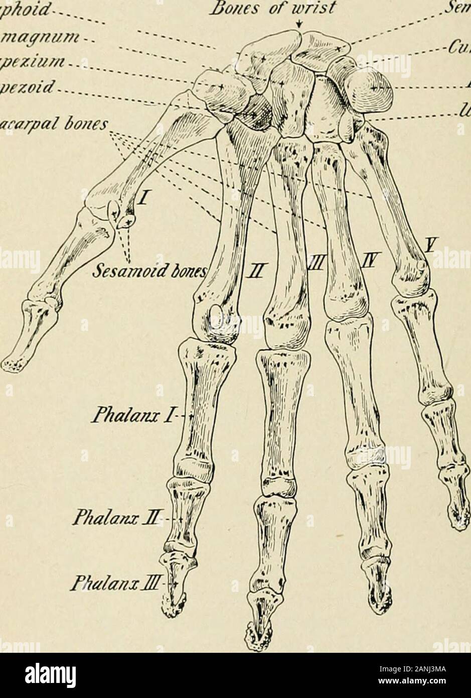 A text-book of first aid and emergency treatment . or dislocation ofthese bones with any degree of certainty. The Metacarpus.—There are five elongated bones, one foreach digit, called metacarpal bones. In general, they occupythe location of what is commonly called the palm of the hand. The Phalanges.—^Two shorter bones, similar in shape tothe metacarpals, go to make up the thumb. They are calledthe phalanges. The one nearest the hand is designated asthe proximal phalanx, and the one forming the tip of thethumb is called the terminal, or distal phalanx. In the fin-gers are found analogous bones Stock Photo