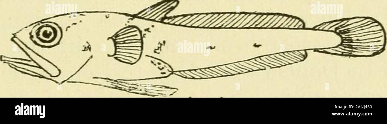 Ocean research and the great fisheries . Yia. 10.—Baby hake 0-17 inch (4-5 mm.) long. (Drawn by Dr. M. V. Lebonr.). Meriucius Fig. 11.—Hake fry, finch long. (From Meek.s Migrations of Fish.) measure 4 milHmetres. They have been found by Schmidt at270 to 550 fathoms to the west of our islands, and Clark,between July and September 1920, obtained thirteen specimensranging from 4-5 mm. to 13 mm.—all except three in about40 fathoms fifteen miles outside the Eddystone. Dr. Lebourdissected these and found them to be feeding on copepods andtheir larvae, but there is as yet no information on the all-im Stock Photo