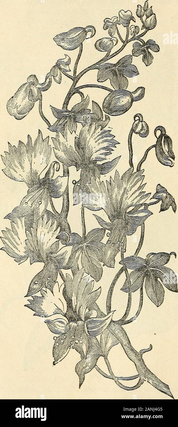 Vick's illustrated catalogue and floral guide for 1868 . TROPJEOLUM MAJUS. Tropaeolum majus atropurpureum, dark crimson, 10 coocineum, scarlet, 10 Dunetts Orange, dark orange, 10 Ed. Otto, splendid bronze, silky and glittering; new, 15 Scheuerianum, straw color, striped with brown, 10 coccineum, scarlet, striped, 10 Schulzii, brilliant scarlet, 20 luteum, yellow, 10 Common mixed ; seed pods when green used for pickles; oz. 15c,... 5 Lobbianum, Caroline Smith, spotted, 20 Lilli Smith, orange-scarlet, 20 62 VICKS ILLUSTRATED SEED CATALOGUE TROP2EOLUM — Continued. pkt. cis. Tropaeolum Lobbianum N Stock Photo