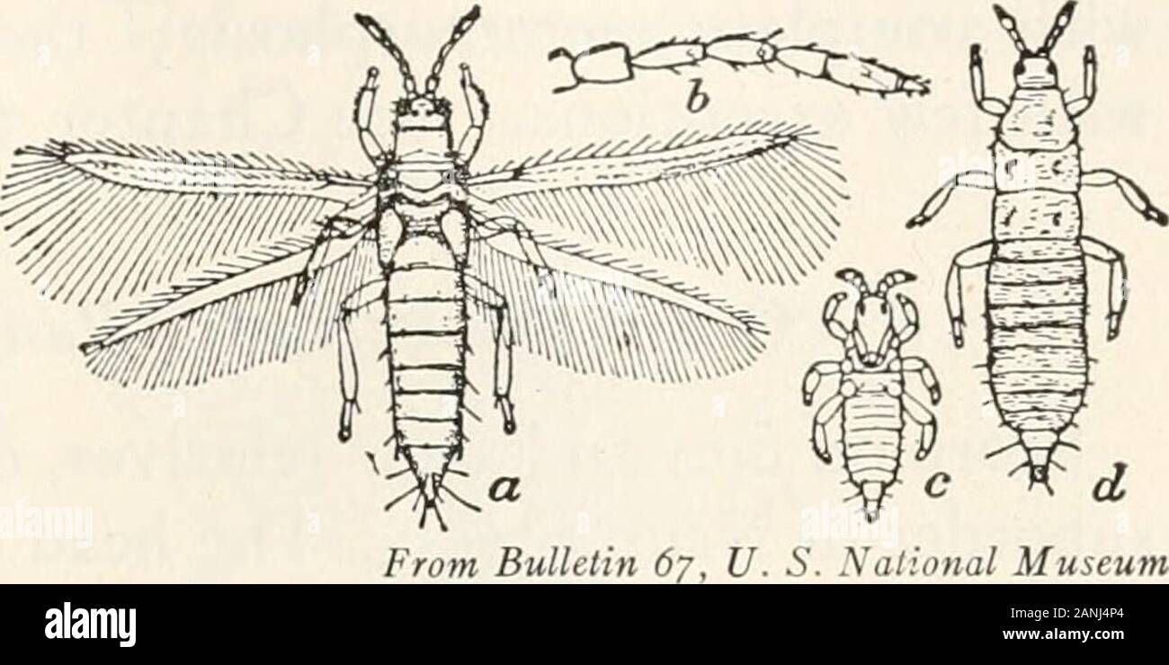 Zöology; a textbook for colleges and universities . From Bulletin 67, U. S. National Museum FIG. 87. A bird louse, Goniodes faki- cornis (Mallophaga). From Bulletin 67, U. S. National MuseumFIG. 88. A head louse, Pediculus capitis(Siphnnculata). Order Siphunculata The true lice, including those infesting man.mouth is beaklike, adapted for sucking. The PHYLUM ARTHROPOD A 273 Order Thysanoptera Small insects known as thrips, common on flowers. ThripsThey feed on thesap of plants,and are ofteninjurious. Themetamorphosisis quite incom- WingS. 5 xai;a,,al Museum From Buuetinare Usually pres- FIG. 8 Stock Photo