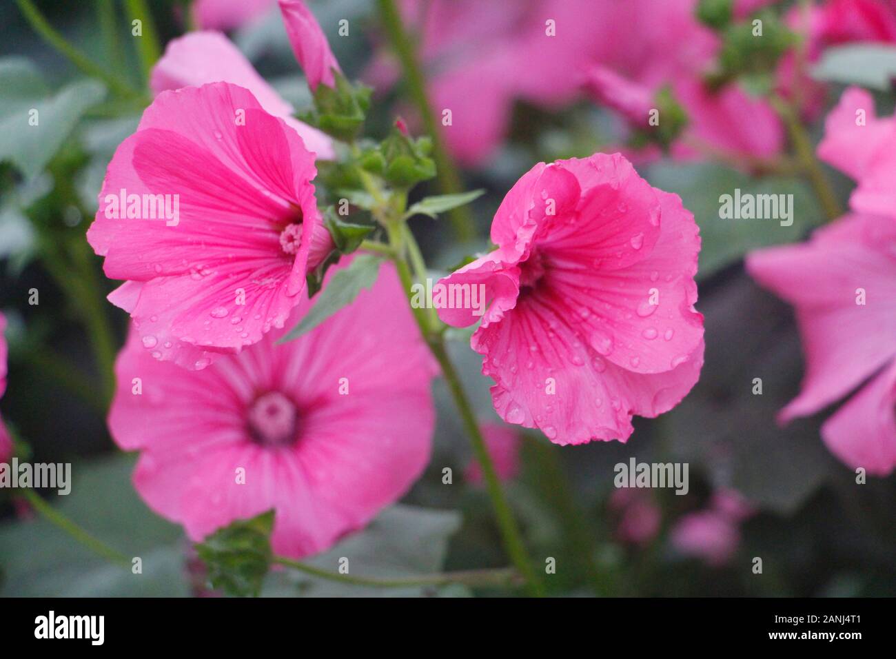 Beautiful flowers of pink Rosa Mallow or Lavatera trimestris. Tender pink flowers on a background of green leaves. Annual, pink, royal or regal mallow Stock Photo