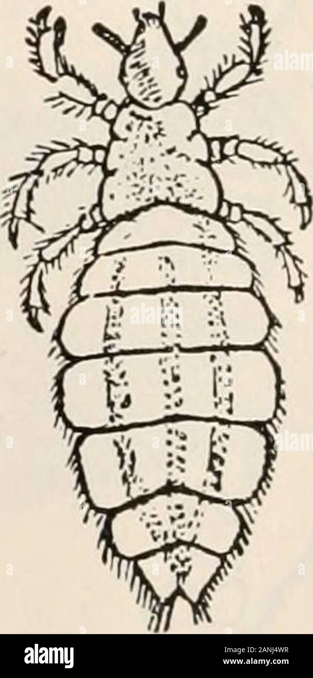 Zöology; a textbook for colleges and universities . From Bulletin 67, U. S. National Museum FIG. 87. A bird louse, Goniodes faki- cornis (Mallophaga). From Bulletin 67, U. S. National MuseumFIG. 88. A head louse, Pediculus capitis(Siphnnculata). Order Siphunculata The true lice, including those infesting man.mouth is beaklike, adapted for sucking. The PHYLUM ARTHROPOD A 273 Order Thysanoptera Small insects known as thrips, common on flowers. ThripsThey feed on thesap of plants,and are ofteninjurious. Themetamorphosisis quite incom- WingS Stock Photo
