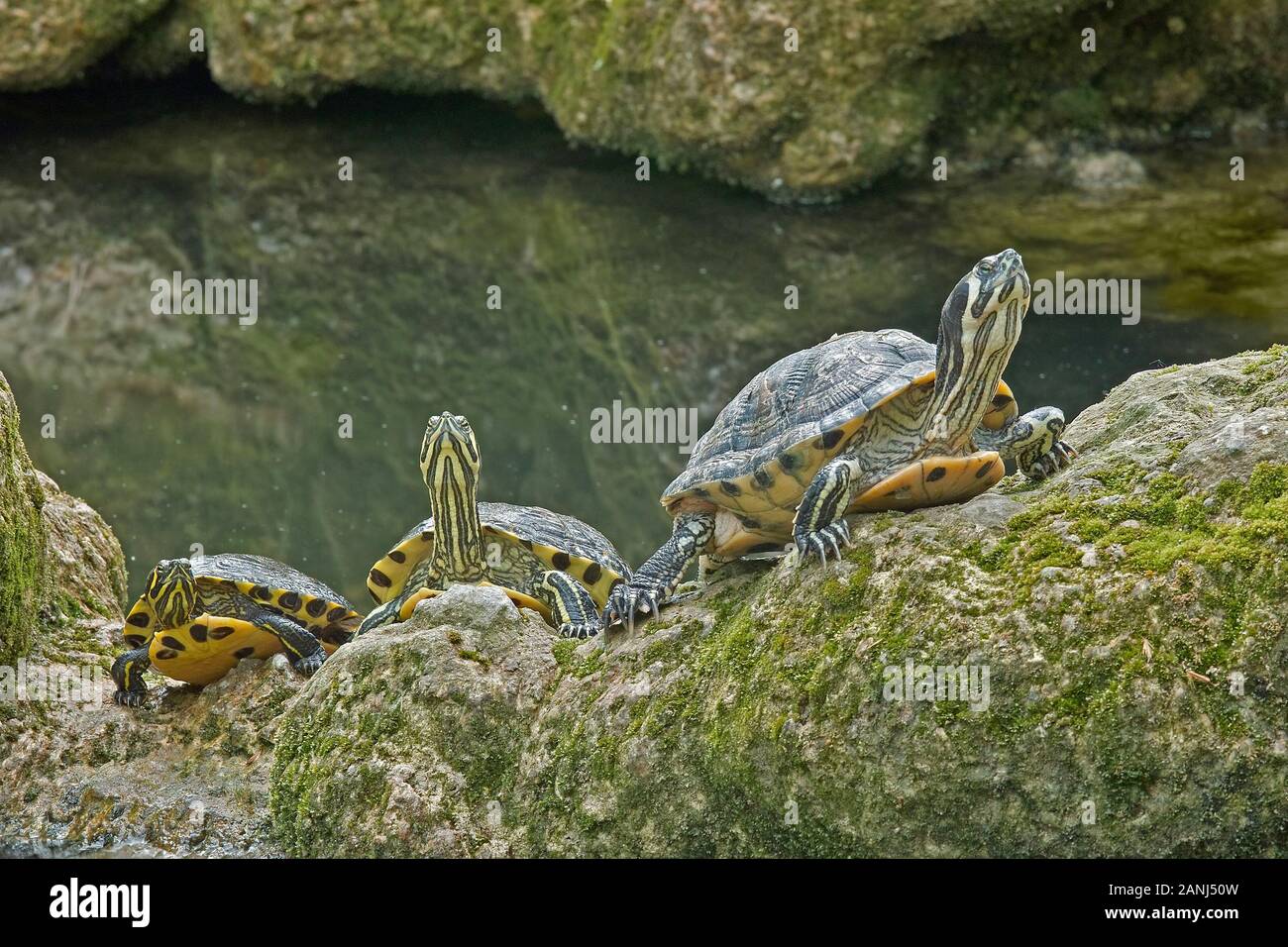 Three specimens of yellow-bellied sliders get warm in the sun Stock Photo