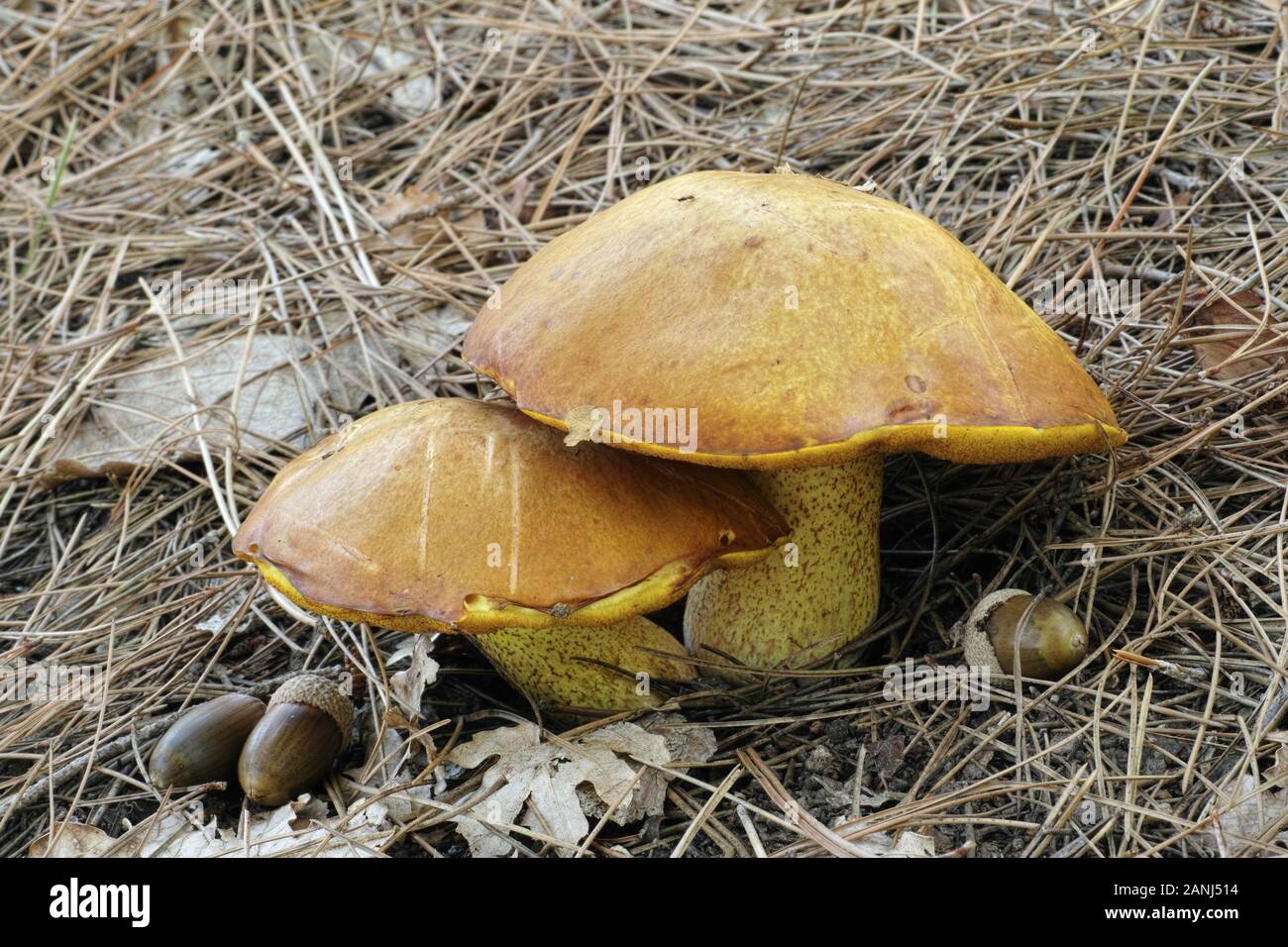specimen of jerrsey cow mushroom, suillus bovinus Stock Photo
